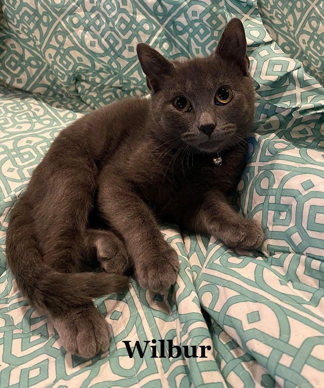 Wilbur is a 12 week male blue Russian Blue.  Playful affectionate good with kids, dogs and other cats. Loves to binge Netflix and cuddle❤️ He will be showing first time at Rogers Petsmart this Saturday 10 - 2.  Adoption fee $75.
