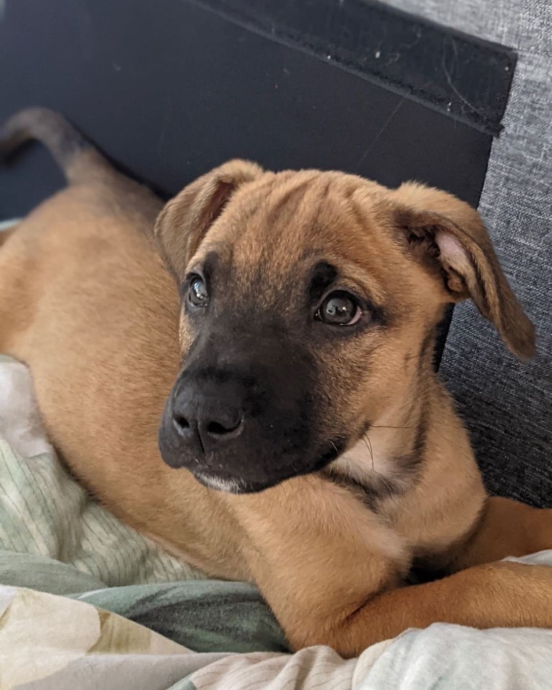 ADOPTED!! 🐶❤️🐾

Oscar is a precious puppy that has received zero interest. We just don’t get it!! This kid is a little more reserved and chiller than his brother, but he is the absolute sweetest and he loves to cuddle. He’ll even let you hold him like a baby and give him belly scratches. Any family will be lucky to adopt Oscar.

He will be at @easytigeratx East tomorrow for Dogtoberfest from 3-5pm. Don’t miss your chance to meet this adorable boy!

<a target='_blank' href='https://www.instagram.com/explore/tags/adoptme/'>#adoptme</a> <a target='_blank' href='https://www.instagram.com/explore/tags/rescuedog/'>#rescuedog</a> <a target='_blank' href='https://www.instagram.com/explore/tags/rescuepuppy/'>#rescuepuppy</a> <a target='_blank' href='https://www.instagram.com/explore/tags/shepherdmix/'>#shepherdmix</a> <a target='_blank' href='https://www.instagram.com/explore/tags/mixedbreed/'>#mixedbreed</a> <a target='_blank' href='https://www.instagram.com/explore/tags/austintexas/'>#austintexas</a> <a target='_blank' href='https://www.instagram.com/explore/tags/dogrescue/'>#dogrescue</a> <a target='_blank' href='https://www.instagram.com/explore/tags/adoptdontshop/'>#adoptdontshop</a> <a target='_blank' href='https://www.instagram.com/explore/tags/lookingforforeverhome/'>#lookingforforeverhome</a> <a target='_blank' href='https://www.instagram.com/explore/tags/puppy/'>#puppy</a> <a target='_blank' href='https://www.instagram.com/explore/tags/puppylove/'>#puppylove</a> <a target='_blank' href='https://www.instagram.com/explore/tags/atxdogs/'>#atxdogs</a> <a target='_blank' href='https://www.instagram.com/explore/tags/512dogs/'>#512dogs</a> <a target='_blank' href='https://www.instagram.com/explore/tags/rescuedogsofinstagram/'>#rescuedogsofinstagram</a> <a target='_blank' href='https://www.instagram.com/explore/tags/rescuepuppiesofinstagram/'>#rescuepuppiesofinstagram</a>