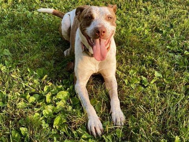 MEET ONYX 💗

Loves to SMILE 😁  Onyx is a younger pup who is very energetic, sweet and gets along with people very well!! He would require a meet and greet if you have other pets 🐕🐾

If you would like to meet Onyx call Erin at 309-368-0669 ☎️