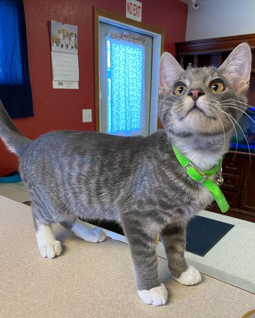 HI!!!! I am Wiggly 😺 I have been hanging out with my friends at waggin tails since all the way back in June! I was just a tiny scared smol boy then and now I am a brave friendly silly boy! I LOVE to play! I really love to CUDDLE!!!! It’s pretty fun here at waggin tails but I can’t wait for the day that I get my very own family to love and play with everyday!!!!! I will keep waiting till my family finds me but if you see them please let them know I am here waiting like a good boy. Ps I have lot of really cute freinds that are waiting for their families too!!! <a target='_blank' href='https://www.instagram.com/explore/tags/kitten/'>#kitten</a> <a target='_blank' href='https://www.instagram.com/explore/tags/wiggly/'>#wiggly</a> <a target='_blank' href='https://www.instagram.com/explore/tags/findmeahome/'>#findmeahome</a> <a target='_blank' href='https://www.instagram.com/explore/tags/cute/'>#cute</a> <a target='_blank' href='https://www.instagram.com/explore/tags/foreverhome/'>#foreverhome</a>