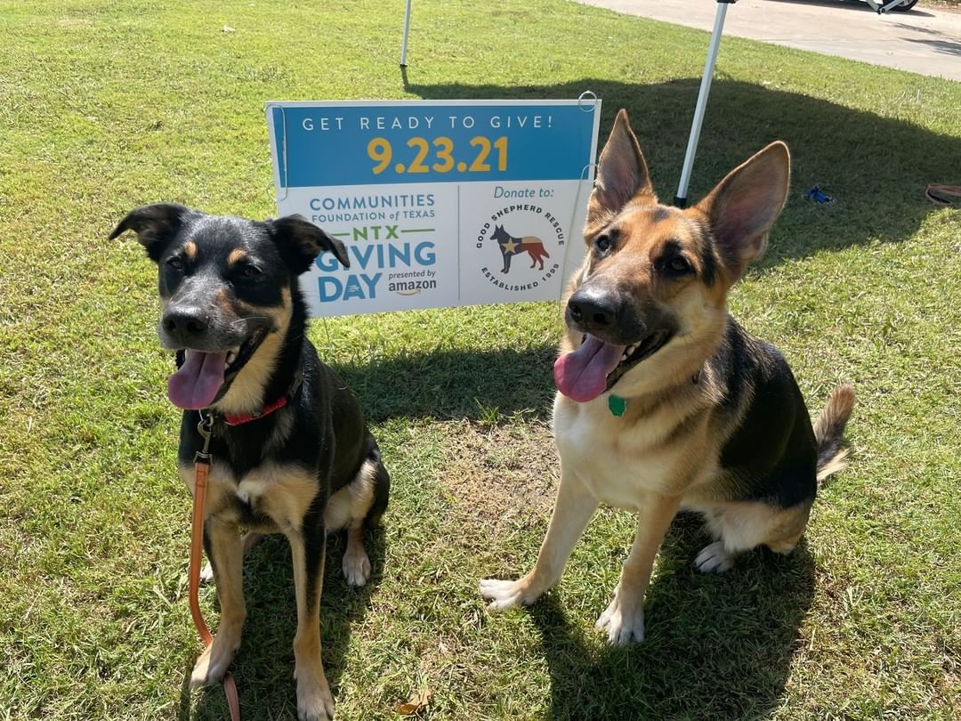 <a target='_blank' href='https://www.instagram.com/explore/tags/NTxGivingDay/'>#NTxGivingDay</a> 
Victory and Mookie (available for adoption) are back again this year to ask for your help.  These two pups have been together for 2 years now.  Victory was run over by a car as a puppy, had to endure 4 surgeries and endless hours of physical therapy and Mookie stood by her side the whole time.  He cuddled with her, cheered her on and made her smile.  Actually, Mookie makes everybody smile.  He is such a loveable, fun boy.  Victory and Mookie are still looking for that perfect family who is willing to open up their home to both of them. 
Watch this video and have them steal your heart: https://www.facebook.com/watch/?v=292784035174568 Use links in bio to donate- <a target='_blank' href='https://www.instagram.com/explore/tags/furever/'>#furever</a> <a target='_blank' href='https://www.instagram.com/explore/tags/fureverhome/'>#fureverhome</a> <a target='_blank' href='https://www.instagram.com/explore/tags/goodshepherdrescueoftexas/'>#goodshepherdrescueoftexas</a> <a target='_blank' href='https://www.instagram.com/explore/tags/goodshepherd/'>#goodshepherd</a> <a target='_blank' href='https://www.instagram.com/explore/tags/goodshepherdrescue/'>#goodshepherdrescue</a> <a target='_blank' href='https://www.instagram.com/explore/tags/goodshepherdrescueandsanctuaryoftexas/'>#goodshepherdrescueandsanctuaryoftexas</a> <a target='_blank' href='https://www.instagram.com/explore/tags/germanshepherd/'>#germanshepherd</a> <a target='_blank' href='https://www.instagram.com/explore/tags/germanshepherds/'>#germanshepherds</a> <a target='_blank' href='https://www.instagram.com/explore/tags/germanshepherdsofinstagram/'>#germanshepherdsofinstagram</a> <a target='_blank' href='https://www.instagram.com/explore/tags/love/'>#love</a> <a target='_blank' href='https://www.instagram.com/explore/tags/adoptdontshop/'>#adoptdontshop</a> <a target='_blank' href='https://www.instagram.com/explore/tags/adopt/'>#adopt</a> <a target='_blank' href='https://www.instagram.com/explore/tags/adopted/'>#adopted</a>