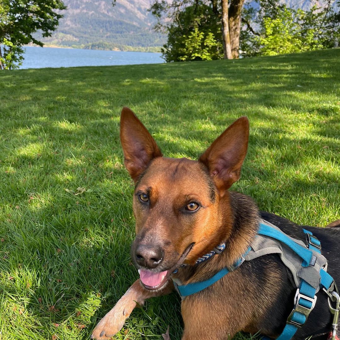 Ziggy/Icharus is celebrating 1 year in his new home! This handsome boy is a head turner and so well behaved! He's a good friend too. This CCPAL pup is living the good life and LOVED! <a target='_blank' href='https://www.instagram.com/explore/tags/ccpalrescue/'>#ccpalrescue</a> <a target='_blank' href='https://www.instagram.com/explore/tags/happilyeverafters/'>#happilyeverafters</a> <a target='_blank' href='https://www.instagram.com/explore/tags/successstories/'>#successstories</a>