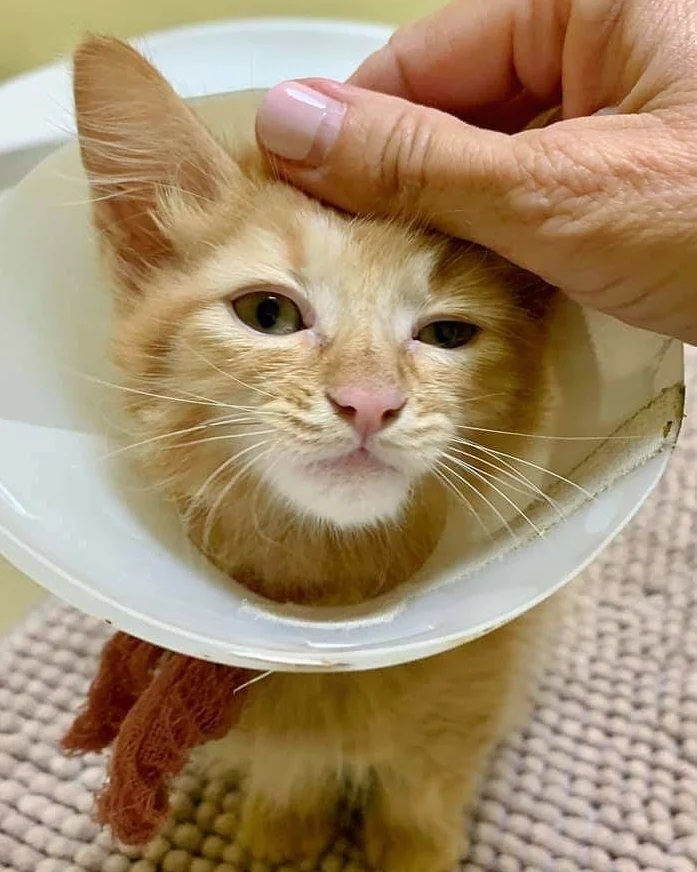 FOSTER NEEDED‼️ 
*This weekend!*

We have a name for the lil kitten from the last post. Meet Remi🧡

Yesterday we pulled him from the shelter after hearing his euthanasia date would be today. This last minute notification meant we had to pull Remi without a foster lined up. This is not an ideal scenario, but we could not let little Remi die!

As of right now he is safe at our vets office. With your wonderful donations we were able to get him to our vet for an initial exam and boarding!!

Here is the issue: 
The vets office is closed on the weekends so Remi needs someone to take care of him Saturday afternoon to Monday morning. We need to find him a long term foster as well, but even just for this weekend would be helpful!! 

He is such a sweetheart 💕 swipe to see his video (I apologize for the poor video quality)! Remi will be so grateful to be in a home, look how happy he is just being out of the shelter! He will need his bottom cleaned though to help prevent infection, and as he can't control his poops yet we need someone alright with some clean-up. 

We are still in need of enough funds to have Remi see a specialist for his condition (see previous post). Please visit www.carsoncats.com/donate if you can help! Thank you to everyone who has donated for Remi! Without your help we wouldn't have been able to pull him!

www.carsoncats.com/foster
www.carsoncats.com/donate