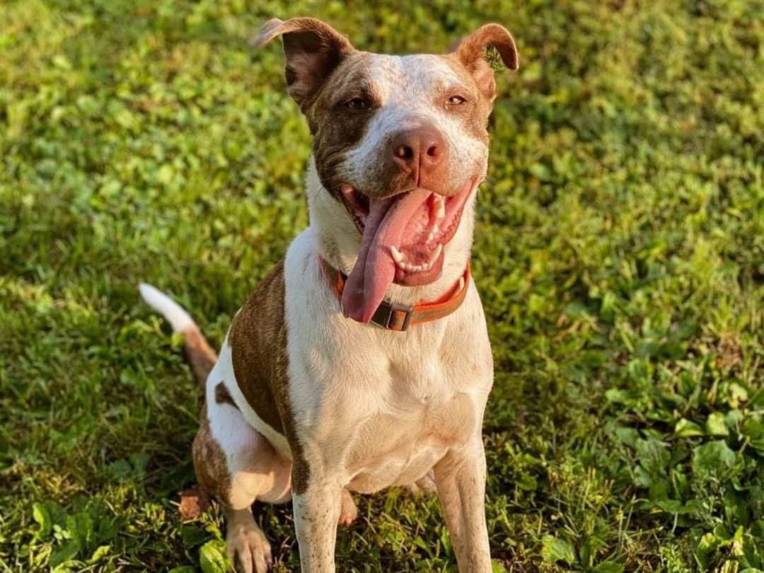 MEET ONYX 💗

Loves to SMILE 😁  Onyx is a younger pup who is very energetic, sweet and gets along with people very well!! He would require a meet and greet if you have other pets 🐕🐾

If you would like to meet Onyx call Erin at 309-368-0669 ☎️