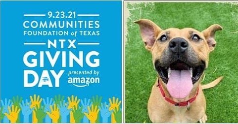 It’s about time for North Texas Giving Day! If you’re looking for a way to help out your community and give back, our doggos would sure appreciate your support! We’ve had a lot of recent medical expenses lately, and bills are piling up. We can ONLY continue to save dogs with your help! 🙏🏼

Please copy the link below to donate. Every penny goes directly to our dogs’ care: 

https://www.northtexasgivingday.org/fundraise/9598/join-me-in-supporting-angels-2-the-rescue?fbclid=IwAR07jP4RYjKJR2mlYGOc3vgc0N1CLTSLVWh5tGidqQ1F74DgjrheBheX1Yw