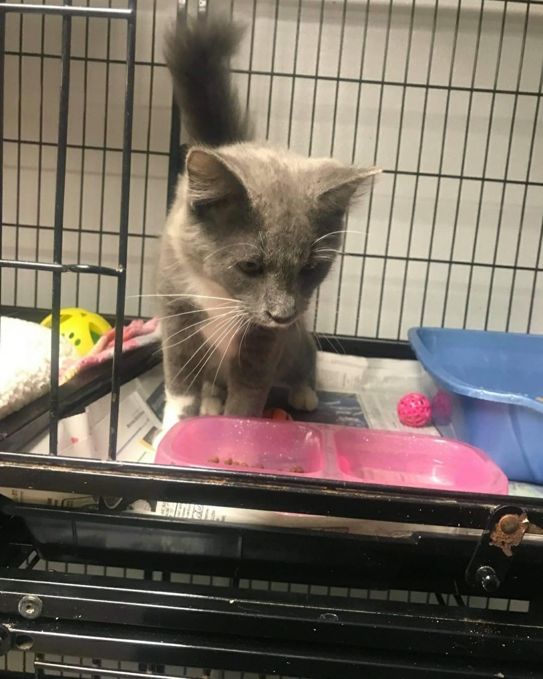 **FOUND** on Baker Rd in Potsdam. If this is your cat or for more information, please contact the shelter at 315-265-3199