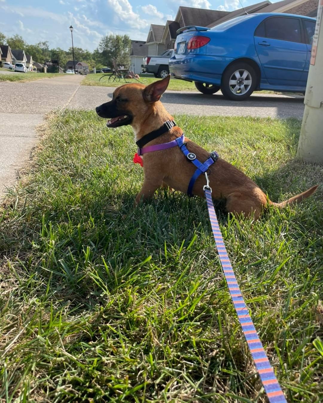 Honestly we can’t believe Papa is still looking for a forever home. He is a catch. Good with everyone and everything. 

He is a chiweenie around 2-3 years old. 

Working on potty training and leash walking. 

He needs either a friend of any size… or kids that want to play. 

If your looking for a great family dog and snuggle bug he is your guy. 

https://www.kyhopefulpaws.com/adopt