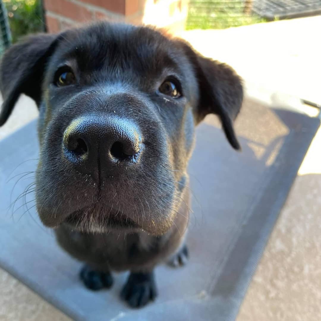 Welcome to the family! (Foster still coming up with name)

This sweet, drop dead gorgeous girl and her brother joined us last night. Originally from Del Rio area we got them from Canyon Lake Animal Shelter Society. 

This tall girl is appx 11 weeks old, 20 pounds, we were told lab mix, but we wonder about the mix as she is a big girl. She is super smart, already learned to sit. 

Her brother is on a trial with potential adopter, he asked us to find him a lab mix puppy... or he was going to go buy one from pet store!!! We acted fast searching everywhere, asking other rescues until these two fit the bill. 

We will update more as she gets settled and finds the perfect name.