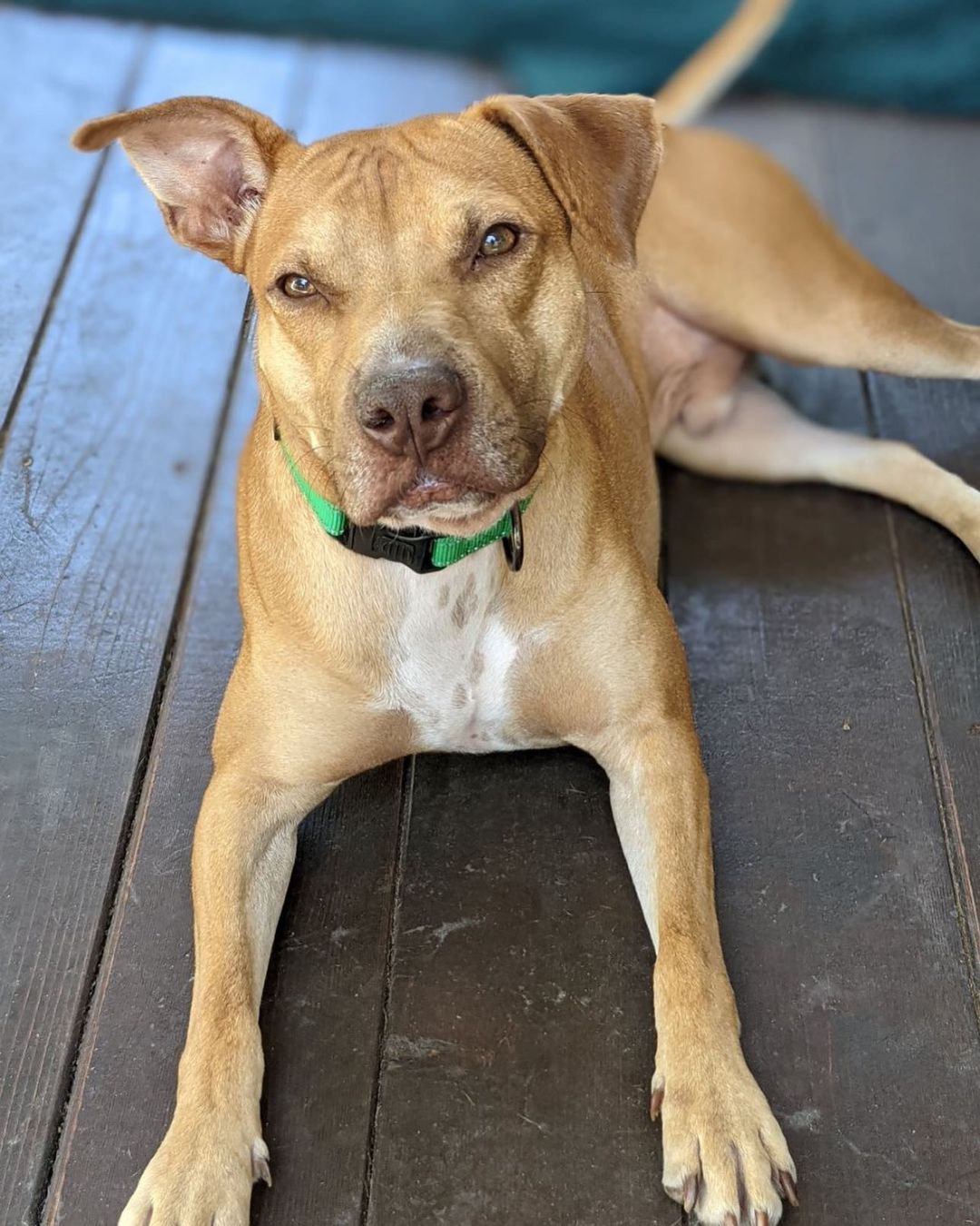 ADOPTED!! 🐶❤️🐾

Handsome Doug has been with HHDR since February and we are baffled. This kid is incredibly loving, kind and smart. He gets along amazingly with other dogs and loves to give kids kisses. Doug loves to play with ALL of his foster sib’s toys, enjoys going for walks and he makes an amazing patio pup!

Come meet Doug at @easytigeratx East this Saturday from 2-5pm at their Dogtoberfest. We know you will love Doug just as much as we do… and WE LOVE DOUG!!!

<a target='_blank' href='https://www.instagram.com/explore/tags/adoptme/'>#adoptme</a> <a target='_blank' href='https://www.instagram.com/explore/tags/fosterdog/'>#fosterdog</a> <a target='_blank' href='https://www.instagram.com/explore/tags/rescuedog/'>#rescuedog</a> <a target='_blank' href='https://www.instagram.com/explore/tags/oneearuponeeardown/'>#oneearuponeeardown</a> <a target='_blank' href='https://www.instagram.com/explore/tags/mixedbreed/'>#mixedbreed</a> <a target='_blank' href='https://www.instagram.com/explore/tags/austintexas/'>#austintexas</a> <a target='_blank' href='https://www.instagram.com/explore/tags/dogrescue/'>#dogrescue</a> <a target='_blank' href='https://www.instagram.com/explore/tags/adoptdontshop/'>#adoptdontshop</a> <a target='_blank' href='https://www.instagram.com/explore/tags/512dogs/'>#512dogs</a> <a target='_blank' href='https://www.instagram.com/explore/tags/atxdogs/'>#atxdogs</a> <a target='_blank' href='https://www.instagram.com/explore/tags/atxshelterdogs/'>#atxshelterdogs</a> <a target='_blank' href='https://www.instagram.com/explore/tags/rescuedogsofinstagram/'>#rescuedogsofinstagram</a> <a target='_blank' href='https://www.instagram.com/explore/tags/lookingforforeverhome/'>#lookingforforeverhome</a>