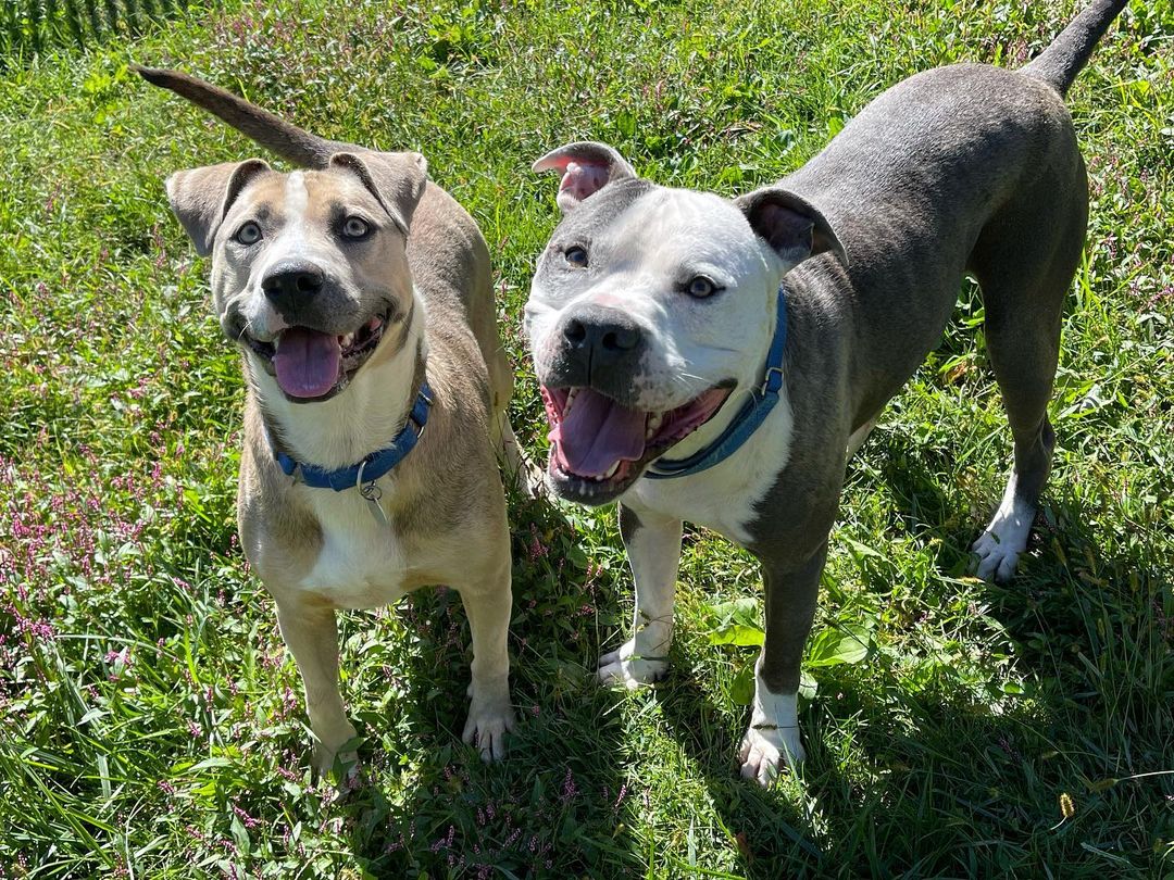 Silk and Ty say good Saturday morning! ❤️ 
Ft. Satin who is running around in the yard 
<a target='_blank' href='https://www.instagram.com/explore/tags/hshcwv/'>#hshcwv</a>