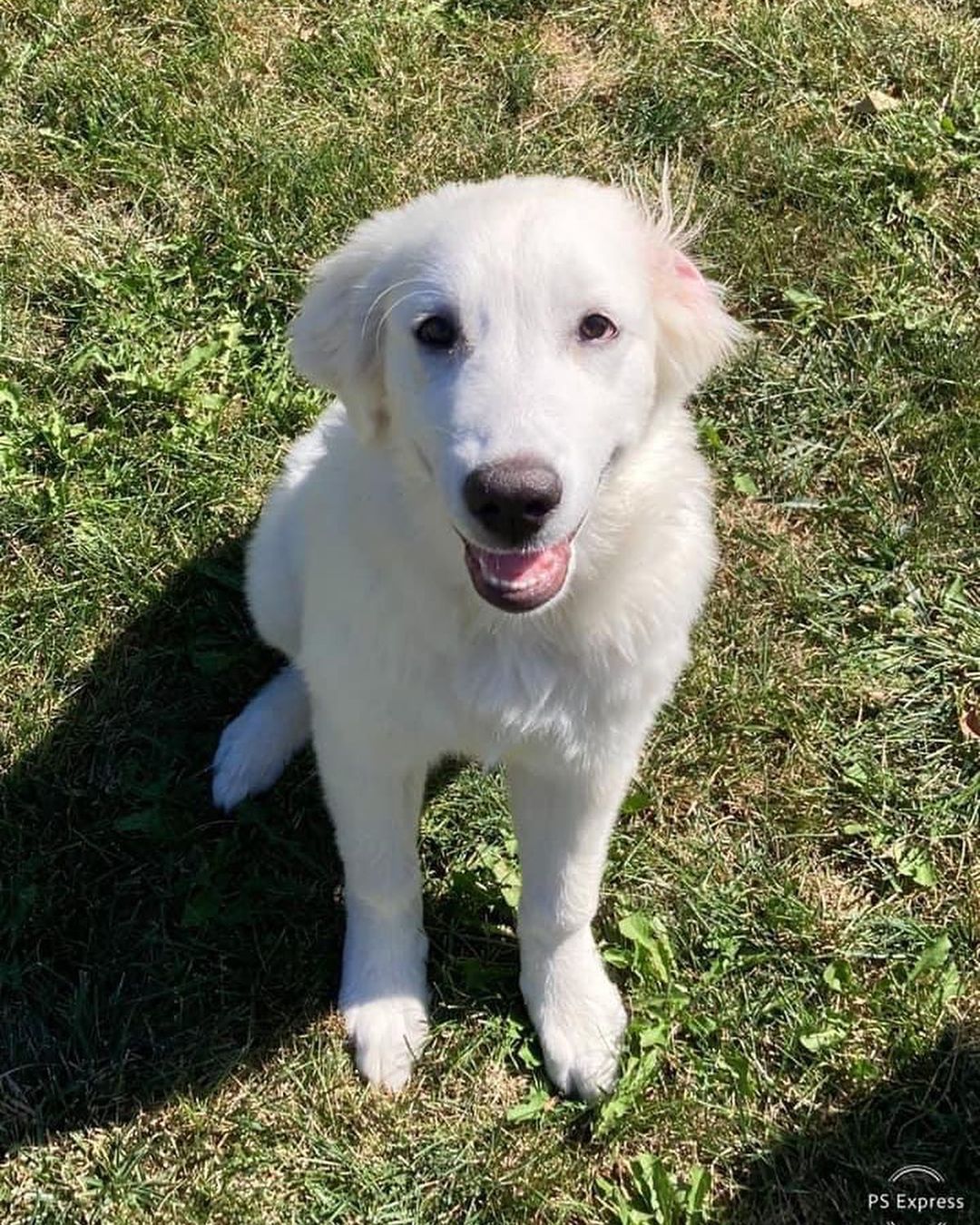 Star was surrendered to us with her sister Molly. Their owners  were expecting a new baby and had children ages 2 and 4 in the home that were afraid of big, playful puppies.

Star is a 4 month old Great Pyrenees mix and she’s going to be a big girl at already 45 lbs! Although she’s on the shy side and more independent than her sister, she enjoys meeting adults and children and the attention she receives. Star loves playing with her sister and the resident Rottweiler. We have not seen her around cats. When outside in the backyard, Star likes to hunt for sticks and chase grasshoppers. She also likes to chase tennis balls but don’t expect her to fetch the ball! Her foster mom says her favorite treats are stuffed Kongs and pig ears. Star sits on command, is doing well with house training, and we are working on leash training. ￼
*Being fostered in Blue Springs, MO*

Star and her sister Molly will be adopted to separate homes. They are up to date on vaccines, microchipped, and up to date on heartworm and flea/tick preventatives. Our puppies are adopted on a spay/neuter contract with adopter promising to spay/neuter at a later date and must show proof at that time. 

Adoption requirements for Star: You must have a secure and visible fence, pass a home check and a vet check with at least a two year, excellent vet history. Star can be adopted in Missouri, Illinois, Iowa, Nebraska, Kansas, and Arkansas. Apply for Star at www.gprescue.com/current-adoptables
🐾

<a target='_blank' href='https://www.instagram.com/explore/tags/greatPyrenees/'>#greatPyrenees</a> <a target='_blank' href='https://www.instagram.com/explore/tags/greatpyreneesofthehour/'>#greatpyreneesofthehour</a> <a target='_blank' href='https://www.instagram.com/explore/tags/greatpyreneesoftheday/'>#greatpyreneesoftheday</a> <a target='_blank' href='https://www.instagram.com/explore/tags/greatpyreneesfeature/'>#greatpyreneesfeature</a> <a target='_blank' href='https://www.instagram.com/explore/tags/greatpyrfeature/'>#greatpyrfeature</a> <a target='_blank' href='https://www.instagram.com/explore/tags/dogstagram/'>#dogstagram</a> <a target='_blank' href='https://www.instagram.com/explore/tags/dogoftheday/'>#dogoftheday</a> <a target='_blank' href='https://www.instagram.com/explore/tags/dogsofinsta/'>#dogsofinsta</a> <a target='_blank' href='https://www.instagram.com/explore/tags/petsofinstagram/'>#petsofinstagram</a> <a target='_blank' href='https://www.instagram.com/explore/tags/petstagram/'>#petstagram</a> <a target='_blank' href='https://www.instagram.com/explore/tags/polarbeardog/'>#polarbeardog</a> <a target='_blank' href='https://www.instagram.com/explore/tags/giantdogsofinstagram/'>#giantdogsofinstagram</a> <a target='_blank' href='https://www.instagram.com/explore/tags/giantbreedlovers/'>#giantbreedlovers</a> <a target='_blank' href='https://www.instagram.com/explore/tags/adoptdontshop/'>#adoptdontshop</a> <a target='_blank' href='https://www.instagram.com/explore/tags/dogsofmo/'>#dogsofmo</a> <a target='_blank' href='https://www.instagram.com/explore/tags/adopt/'>#adopt</a> <a target='_blank' href='https://www.instagram.com/explore/tags/foster/'>#foster</a> <a target='_blank' href='https://www.instagram.com/explore/tags/greatpyreneesrescueofmissouri/'>#greatpyreneesrescueofmissouri</a> <a target='_blank' href='https://www.instagram.com/explore/tags/greatpyreneesrescueofmo/'>#greatpyreneesrescueofmo</a>