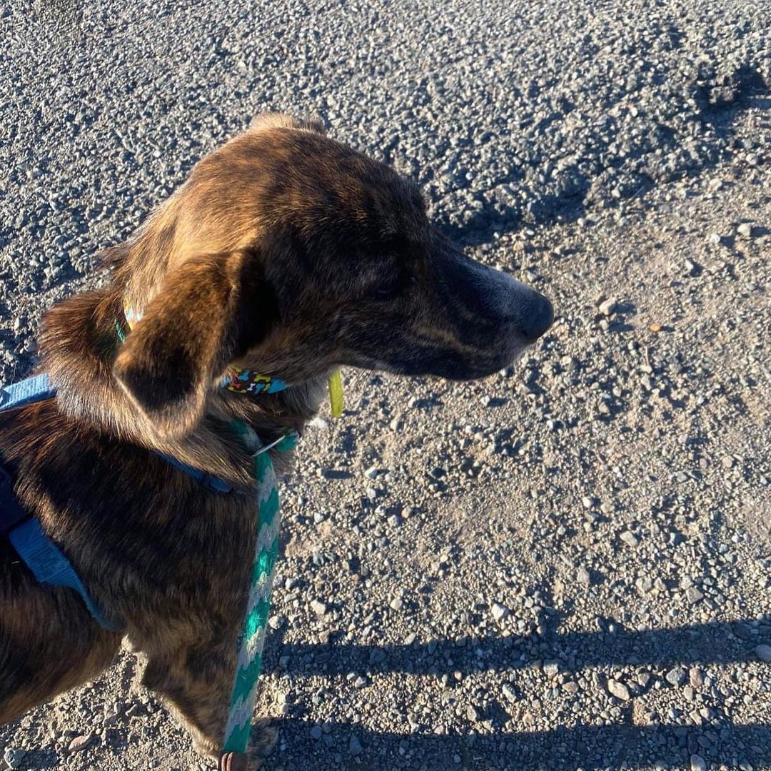 A few pictures of our transport dogs on their walking break this morning!!! They are all traveling well and making great time!!! 

Thank you to Four Paws In Motion for sending these to us along the trip. <a target='_blank' href='https://www.instagram.com/explore/tags/secondchancedogrescue/'>#secondchancedogrescue</a> <a target='_blank' href='https://www.instagram.com/explore/tags/fosterdogsofinstagram/'>#fosterdogsofinstagram</a> <a target='_blank' href='https://www.instagram.com/explore/tags/roadtrippin/'>#roadtrippin</a> <a target='_blank' href='https://www.instagram.com/explore/tags/pupsontheroadtohome/'>#pupsontheroadtohome</a> <a target='_blank' href='https://www.instagram.com/explore/tags/transport/'>#transport</a> <a target='_blank' href='https://www.instagram.com/explore/tags/seeyatexas/'>#seeyatexas</a>✌️