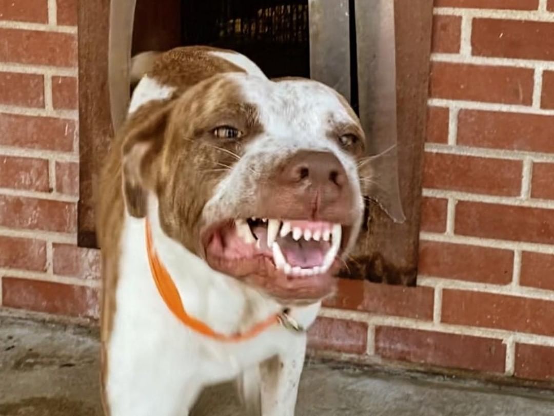 MEET ONYX 💗

Loves to SMILE 😁  Onyx is a younger pup who is very energetic, sweet and gets along with people very well!! He would require a meet and greet if you have other pets 🐕🐾

If you would like to meet Onyx call Erin at 309-368-0669 ☎️