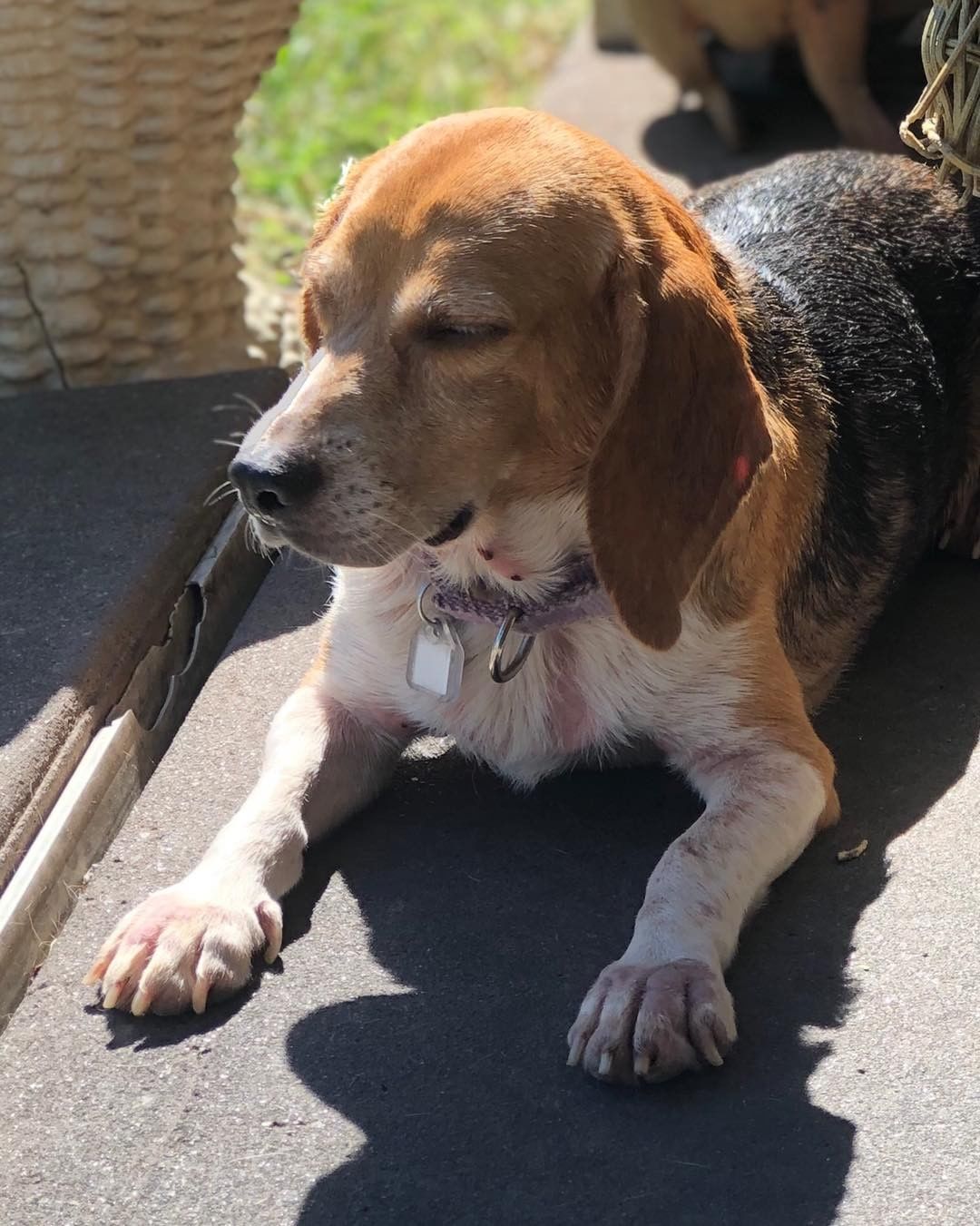 Astrid decided to lay out in the sun for the first time the other day! She did great meeting all her new doctors this week. We have an update coming soon that summarizes all of Astrid’s medical needs, so be on the lookout for that post!

<a target='_blank' href='https://www.instagram.com/explore/tags/OurJourneyWithAstrid/'>#OurJourneyWithAstrid</a>