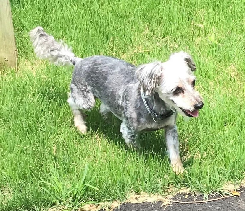 ADOPT TIGER!!

Tiger’s a 12yo 11lb Yorkipoo. He’s small dog friendly. He’s house trained when kept on a schedule. He enjoys his fosters fenced in yard along with going for walks. He needs time to warm up and trust his people and when he does he can be very loving and cuddle with his people on the couch. Despite his age, he plays like a puppy, loves chasing balls and playing with other toys. 

Tiger MUST have a home with NO kids, someone with patience, understanding, able to give him time to warm up and learn to trust them along with giving him the continued training and structure he needs. If you DO NOT fit this please DO NOT put an application in. We will not call anyone not a fit. Also, we will be concentrating on local to foster applications 1st since home checks and meets with all humans and animals in home is needed at meet. Our fosters are all volunteers so aren’t always able to travel too far. 

Tiger’s neutered, vaccinated, hw negative and microchipped. Currently fostered in Audubon, NJ Apply at www.tprescue.org