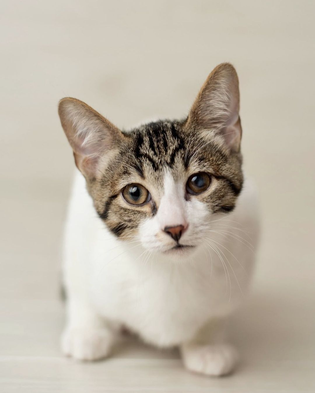 Did you know that domestic cats can reach speeds of up to 30 mph? 🏎🐾 Professional purr machines Ricky & Bobby are affectionate, playful, and available to adopt from the Ferndale Cat Shelter! Please apply on our website (ferndalecatshelter.org) if you’re interested in meeting this adorable sibling pair. (📸: @andreapeardonphotography)