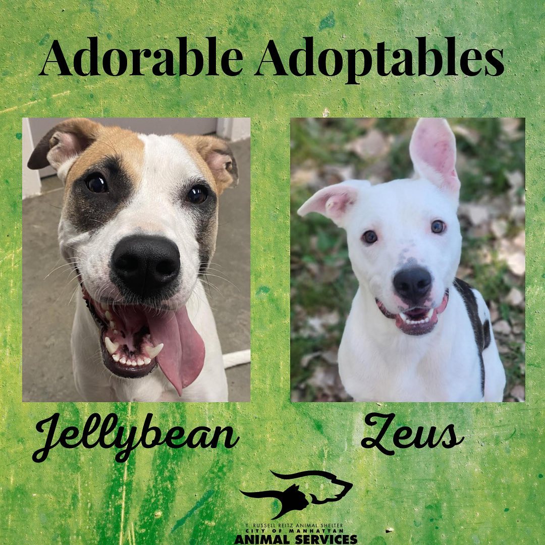 Here are just a few of the adorable adoptable animals here at T. Russell Reitz! If you are interested in adopting, we are open Monday-Saturday, 1-5pm and would be more than happy to help you find your new best friend! You can find the rest of our adoptable pets at https://www.petfinder.com/search/pets-for-adoption/?shelter_id%5B0%5D=KS03&sort%5B0%5D=recently_added! If you have any questions, please feel free to give us a call at 785-587-2783.