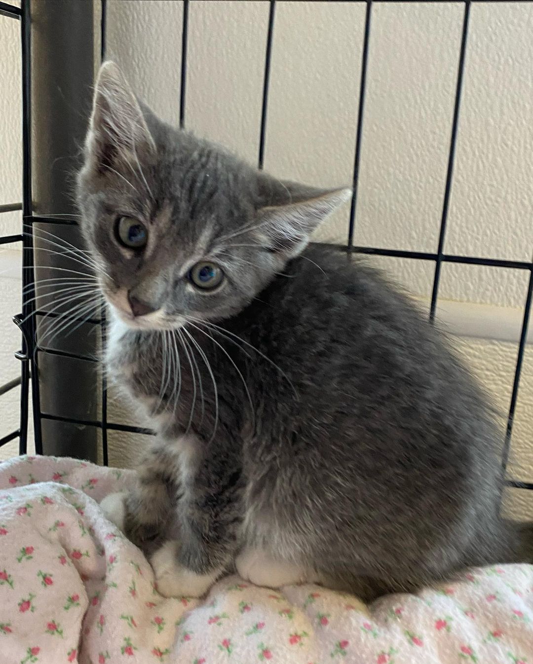 HI!!!! I am Wiggly 😺 I have been hanging out with my friends at waggin tails since all the way back in June! I was just a tiny scared smol boy then and now I am a brave friendly silly boy! I LOVE to play! I really love to CUDDLE!!!! It’s pretty fun here at waggin tails but I can’t wait for the day that I get my very own family to love and play with everyday!!!!! I will keep waiting till my family finds me but if you see them please let them know I am here waiting like a good boy. Ps I have lot of really cute freinds that are waiting for their families too!!! <a target='_blank' href='https://www.instagram.com/explore/tags/kitten/'>#kitten</a> <a target='_blank' href='https://www.instagram.com/explore/tags/wiggly/'>#wiggly</a> <a target='_blank' href='https://www.instagram.com/explore/tags/findmeahome/'>#findmeahome</a> <a target='_blank' href='https://www.instagram.com/explore/tags/cute/'>#cute</a> <a target='_blank' href='https://www.instagram.com/explore/tags/foreverhome/'>#foreverhome</a>