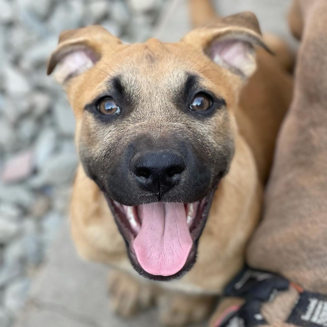 Say Hello to Dozer. He is a 4 month mastiff mix. He does great with well behaved dogs, cats, and children. He is one of babies up for adoption. If you are interested in Dozer please contact us at findingabestfriend@gmail.com !❤️
.
.
. <a target='_blank' href='https://www.instagram.com/explore/tags/rescuedogsofinstagram/'>#rescuedogsofinstagram</a> <a target='_blank' href='https://www.instagram.com/explore/tags/puppiesofinstagram/'>#puppiesofinstagram</a> <a target='_blank' href='https://www.instagram.com/explore/tags/findingabestfriendrescue/'>#findingabestfriendrescue</a> <a target='_blank' href='https://www.instagram.com/explore/tags/animalrescue/'>#animalrescue</a>  <a target='_blank' href='https://www.instagram.com/explore/tags/norcal/'>#norcal</a> <a target='_blank' href='https://www.instagram.com/explore/tags/nonprofit/'>#nonprofit</a> <a target='_blank' href='https://www.instagram.com/explore/tags/dogmoms/'>#dogmoms</a> <a target='_blank' href='https://www.instagram.com/explore/tags/dogdads/'>#dogdads</a> <a target='_blank' href='https://www.instagram.com/explore/tags/donate/'>#donate</a> <a target='_blank' href='https://www.instagram.com/explore/tags/nonprofit/'>#nonprofit</a> <a target='_blank' href='https://www.instagram.com/explore/tags/adoptdontshop/'>#adoptdontshop</a> event <a target='_blank' href='https://www.instagram.com/explore/tags/rescuedogs/'>#rescuedogs</a> <a target='_blank' href='https://www.instagram.com/explore/tags/adoptdontshop/'>#adoptdontshop</a> <a target='_blank' href='https://www.instagram.com/explore/tags/rescuedogsofinstagram/'>#rescuedogsofinstagram</a> <a target='_blank' href='https://www.instagram.com/explore/tags/adoptable/'>#adoptable</a> <a target='_blank' href='https://www.instagram.com/explore/tags/dontbullymybreed/'>#dontbullymybreed</a>