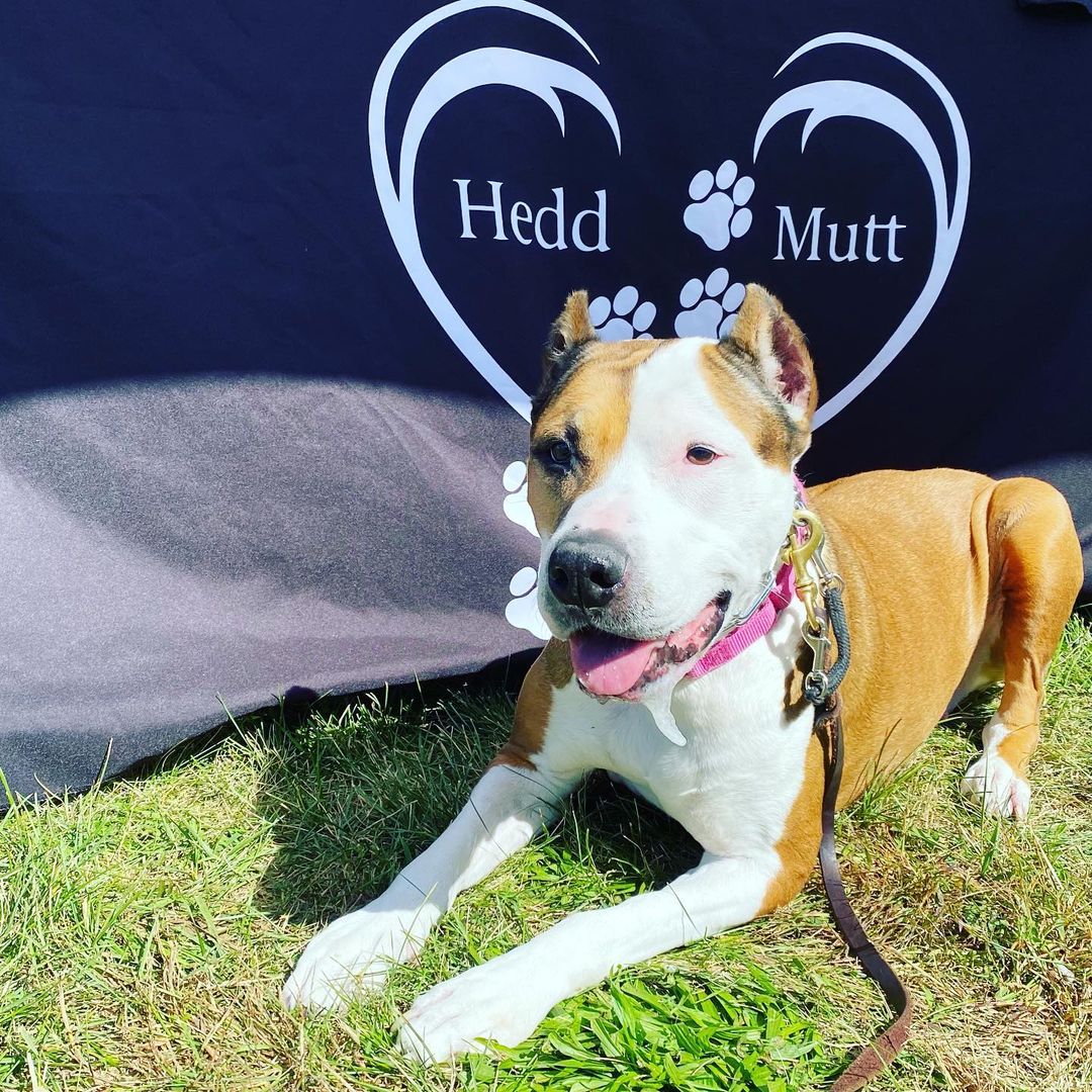 Come out and join a <a target='_blank' href='https://www.instagram.com/explore/tags/SundayFunday/'>#SundayFunday</a> at Adopt A Pet 2021 event!

Swing by the HMF table and say hi to Pamela Beesly who is loving the taco truck parked near by!  <a target='_blank' href='https://www.instagram.com/explore/tags/AdoptionEvent/'>#AdoptionEvent</a> <a target='_blank' href='https://www.instagram.com/explore/tags/SearchingForTheirForeverHome/'>#SearchingForTheirForeverHome</a> <a target='_blank' href='https://www.instagram.com/explore/tags/WeLoveTacos/'>#WeLoveTacos</a>