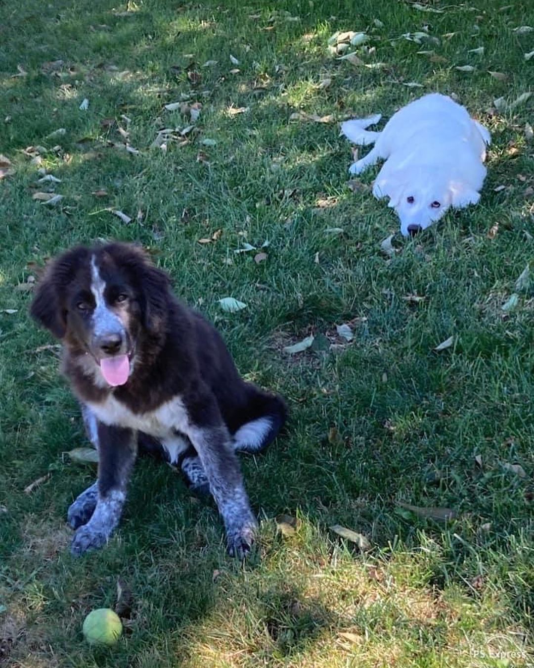 Molly was surrendered to us with her sister Star. Their owners  were expecting a new baby and had children ages 2 and 4 in the home that were afraid of big, playful puppies.

Molly is a friendly and outgoing 4 month old Great Pyrenees mix. She’s  going to be a big girl at already 45 lbs! Molly is a very playful puppy who plays hard and then sleeps hard. She enjoys playing with other dogs, playing in the wading pool, and playing with toys. She will go in her crate for a treat but she prefers snuggles with her people and couch time. Molly is doing well with house training and we are working on leash training. ￼
*Being fostered in Blue Springs, MO*

Molly and her sister Star will be adopted to separate homes. They are up to date on vaccines, microchipped, and up to date on heartworm and flea/tick preventatives. Our puppies are adopted on a spay/neuter contract with adopter promising to spay/neuter at a later date and must show proof at that time. 

Adoption requirements for Molly: You must have a secure and visible fence, pass a home check and a vet check with at least a two year, excellent vet history. Molly can be adopted in Missouri, Illinois, Iowa, Nebraska, Kansas, and Arkansas. Apply for Molly at www.gprescue.com
🐾
<a target='_blank' href='https://www.instagram.com/explore/tags/greatPyrenees/'>#greatPyrenees</a> <a target='_blank' href='https://www.instagram.com/explore/tags/greatpyreneesofthehour/'>#greatpyreneesofthehour</a> <a target='_blank' href='https://www.instagram.com/explore/tags/greatpyreneesoftheday/'>#greatpyreneesoftheday</a> <a target='_blank' href='https://www.instagram.com/explore/tags/greatpyreneesfeature/'>#greatpyreneesfeature</a> <a target='_blank' href='https://www.instagram.com/explore/tags/greatpyrfeature/'>#greatpyrfeature</a> <a target='_blank' href='https://www.instagram.com/explore/tags/dogstagram/'>#dogstagram</a> <a target='_blank' href='https://www.instagram.com/explore/tags/dogoftheday/'>#dogoftheday</a> <a target='_blank' href='https://www.instagram.com/explore/tags/dogsofinsta/'>#dogsofinsta</a> <a target='_blank' href='https://www.instagram.com/explore/tags/petsofinstagram/'>#petsofinstagram</a> <a target='_blank' href='https://www.instagram.com/explore/tags/petstagram/'>#petstagram</a> <a target='_blank' href='https://www.instagram.com/explore/tags/polarbeardog/'>#polarbeardog</a> <a target='_blank' href='https://www.instagram.com/explore/tags/giantdogsofinstagram/'>#giantdogsofinstagram</a> <a target='_blank' href='https://www.instagram.com/explore/tags/giantbreedlovers/'>#giantbreedlovers</a> <a target='_blank' href='https://www.instagram.com/explore/tags/adoptdontshop/'>#adoptdontshop</a> <a target='_blank' href='https://www.instagram.com/explore/tags/dogsofkansascity/'>#dogsofkansascity</a> <a target='_blank' href='https://www.instagram.com/explore/tags/dogsofkc/'>#dogsofkc</a> <a target='_blank' href='https://www.instagram.com/explore/tags/dogsofmo/'>#dogsofmo</a> <a target='_blank' href='https://www.instagram.com/explore/tags/adopt/'>#adopt</a> <a target='_blank' href='https://www.instagram.com/explore/tags/foster/'>#foster</a> <a target='_blank' href='https://www.instagram.com/explore/tags/greatpyreneesrescueofmissouri/'>#greatpyreneesrescueofmissouri</a> <a target='_blank' href='https://www.instagram.com/explore/tags/greatpyreneesrescueofmo/'>#greatpyreneesrescueofmo</a>