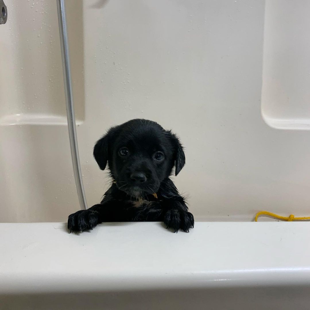 Puppy’s first bath!