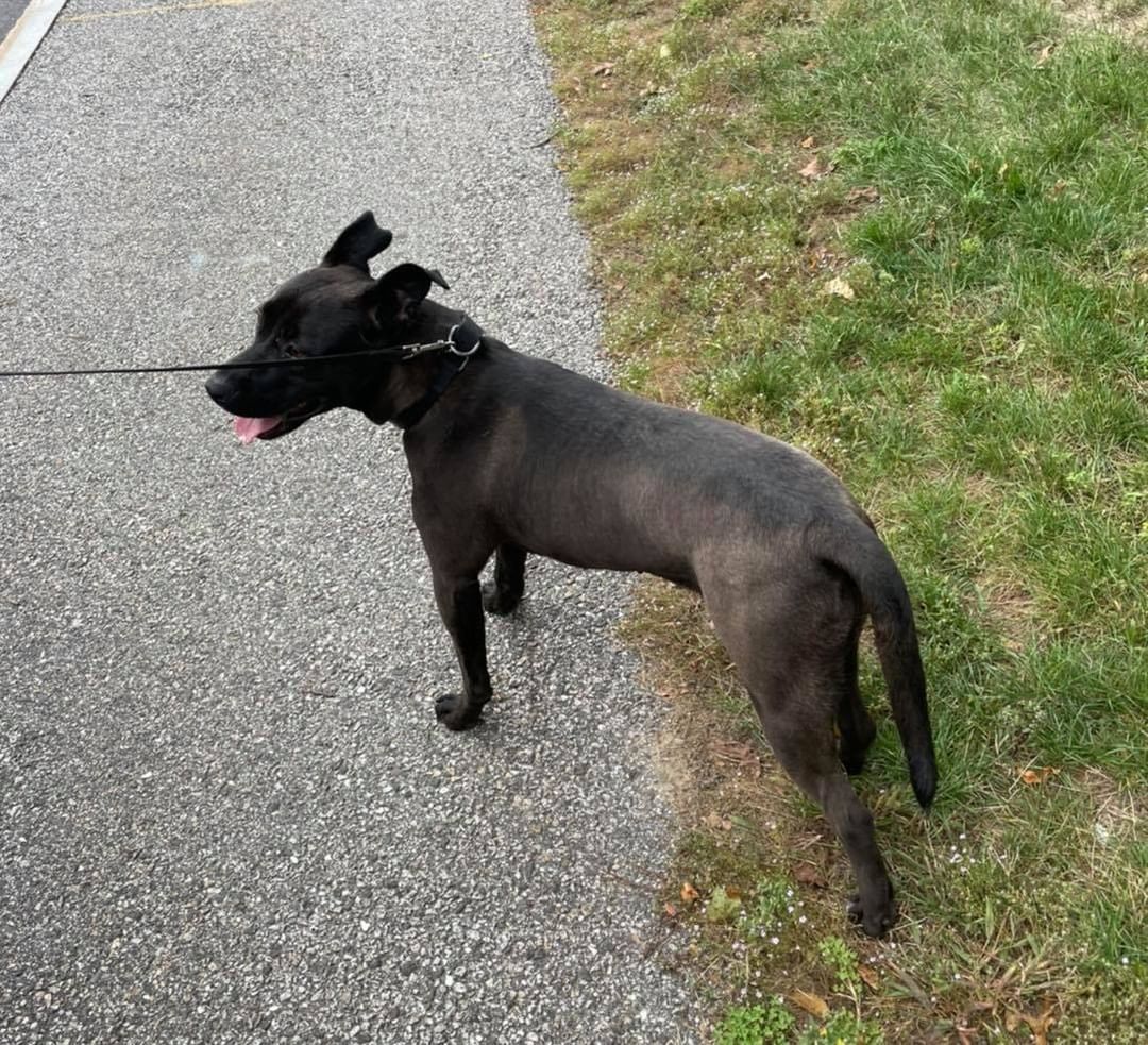 Rocky and midnight have made their trip up to Maine and are settling into their new foster homes. More updates to come!