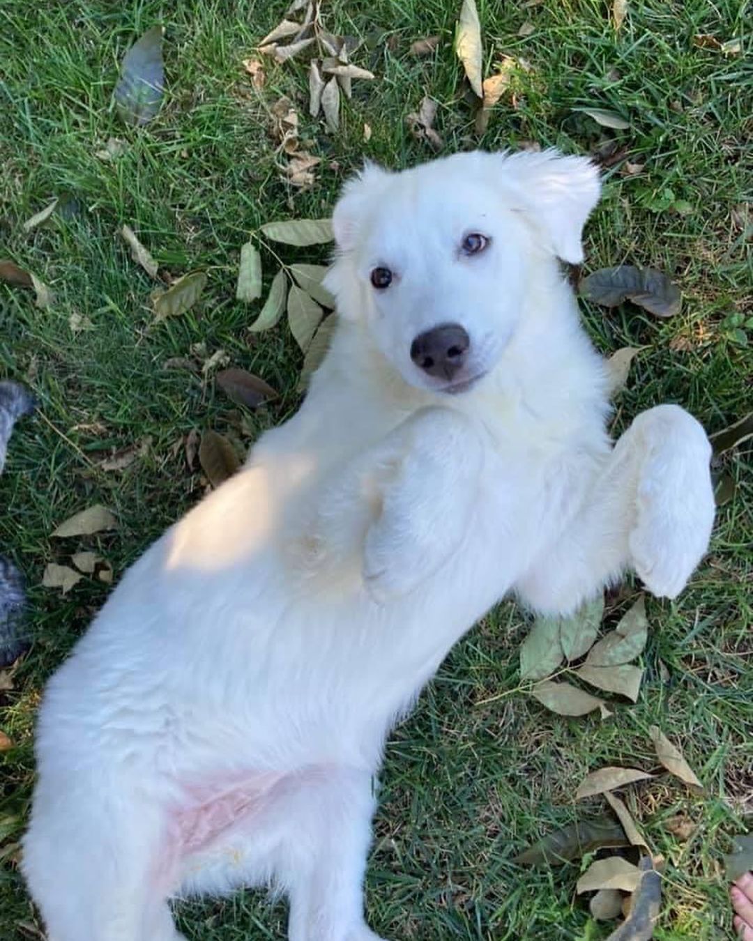 Star was surrendered to us with her sister Molly. Their owners  were expecting a new baby and had children ages 2 and 4 in the home that were afraid of big, playful puppies.

Star is a 4 month old Great Pyrenees mix and she’s going to be a big girl at already 45 lbs! Although she’s on the shy side and more independent than her sister, she enjoys meeting adults and children and the attention she receives. Star loves playing with her sister and the resident Rottweiler. We have not seen her around cats. When outside in the backyard, Star likes to hunt for sticks and chase grasshoppers. She also likes to chase tennis balls but don’t expect her to fetch the ball! Her foster mom says her favorite treats are stuffed Kongs and pig ears. Star sits on command, is doing well with house training, and we are working on leash training. ￼
*Being fostered in Blue Springs, MO*

Star and her sister Molly will be adopted to separate homes. They are up to date on vaccines, microchipped, and up to date on heartworm and flea/tick preventatives. Our puppies are adopted on a spay/neuter contract with adopter promising to spay/neuter at a later date and must show proof at that time. 

Adoption requirements for Star: You must have a secure and visible fence, pass a home check and a vet check with at least a two year, excellent vet history. Star can be adopted in Missouri, Illinois, Iowa, Nebraska, Kansas, and Arkansas. Apply for Star at www.gprescue.com/current-adoptables
🐾

<a target='_blank' href='https://www.instagram.com/explore/tags/greatPyrenees/'>#greatPyrenees</a> <a target='_blank' href='https://www.instagram.com/explore/tags/greatpyreneesofthehour/'>#greatpyreneesofthehour</a> <a target='_blank' href='https://www.instagram.com/explore/tags/greatpyreneesoftheday/'>#greatpyreneesoftheday</a> <a target='_blank' href='https://www.instagram.com/explore/tags/greatpyreneesfeature/'>#greatpyreneesfeature</a> <a target='_blank' href='https://www.instagram.com/explore/tags/greatpyrfeature/'>#greatpyrfeature</a> <a target='_blank' href='https://www.instagram.com/explore/tags/dogstagram/'>#dogstagram</a> <a target='_blank' href='https://www.instagram.com/explore/tags/dogoftheday/'>#dogoftheday</a> <a target='_blank' href='https://www.instagram.com/explore/tags/dogsofinsta/'>#dogsofinsta</a> <a target='_blank' href='https://www.instagram.com/explore/tags/petsofinstagram/'>#petsofinstagram</a> <a target='_blank' href='https://www.instagram.com/explore/tags/petstagram/'>#petstagram</a> <a target='_blank' href='https://www.instagram.com/explore/tags/polarbeardog/'>#polarbeardog</a> <a target='_blank' href='https://www.instagram.com/explore/tags/giantdogsofinstagram/'>#giantdogsofinstagram</a> <a target='_blank' href='https://www.instagram.com/explore/tags/giantbreedlovers/'>#giantbreedlovers</a> <a target='_blank' href='https://www.instagram.com/explore/tags/adoptdontshop/'>#adoptdontshop</a> <a target='_blank' href='https://www.instagram.com/explore/tags/dogsofmo/'>#dogsofmo</a> <a target='_blank' href='https://www.instagram.com/explore/tags/adopt/'>#adopt</a> <a target='_blank' href='https://www.instagram.com/explore/tags/foster/'>#foster</a> <a target='_blank' href='https://www.instagram.com/explore/tags/greatpyreneesrescueofmissouri/'>#greatpyreneesrescueofmissouri</a> <a target='_blank' href='https://www.instagram.com/explore/tags/greatpyreneesrescueofmo/'>#greatpyreneesrescueofmo</a>