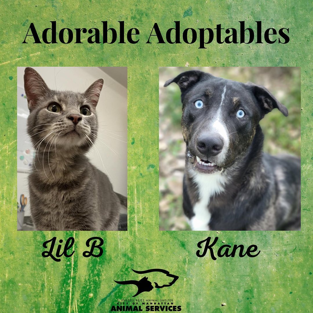 Here are just a few of the adorable adoptable animals here at T. Russell Reitz! If you are interested in adopting, we are open Monday-Saturday, 1-5pm and would be more than happy to help you find your new best friend! You can find the rest of our adoptable pets at https://www.petfinder.com/search/pets-for-adoption/?shelter_id%5B0%5D=KS03&sort%5B0%5D=recently_added! If you have any questions, please feel free to give us a call at 785-587-2783.