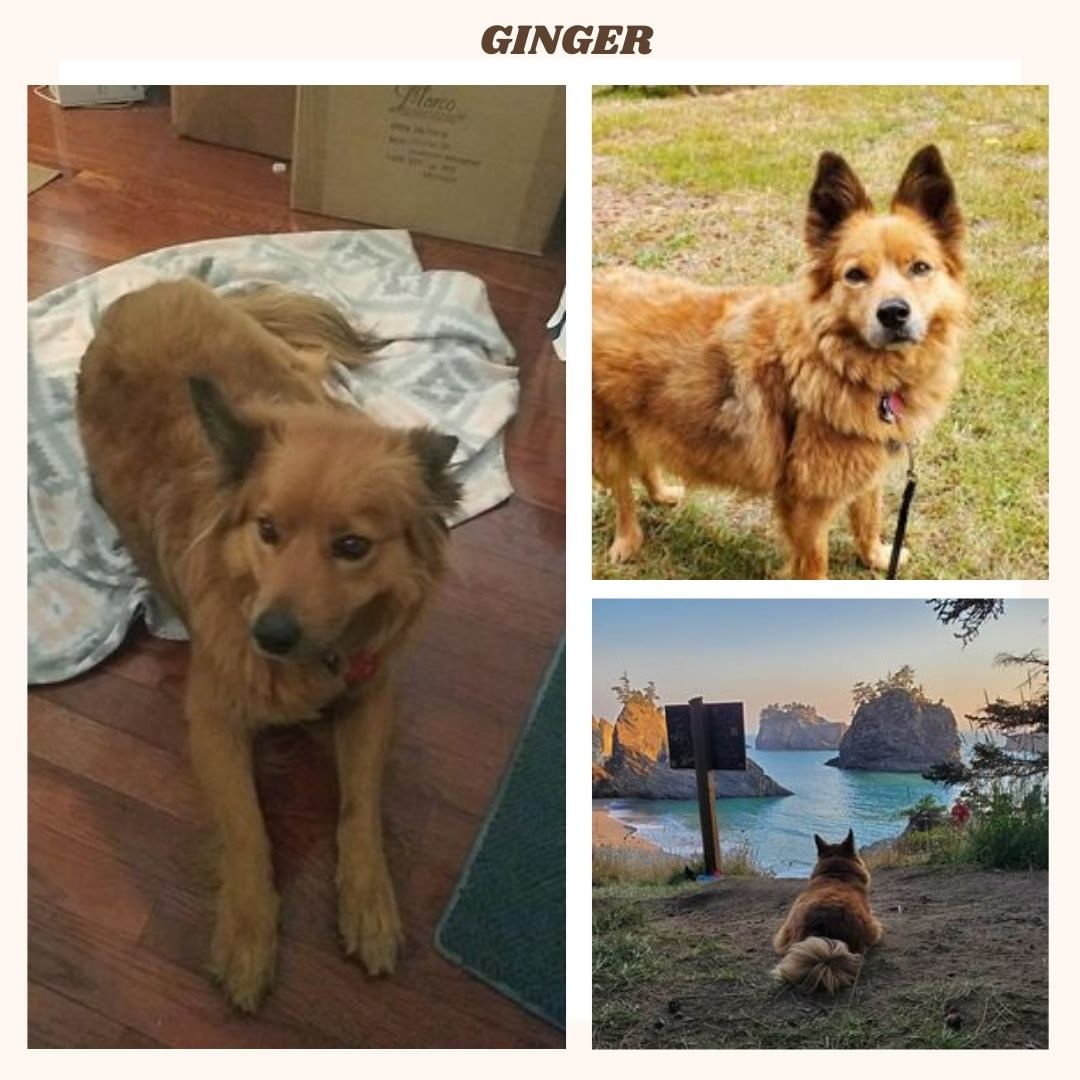 Ginger was rescued from an alley in TJ with 8 pups back in 2017. This little girl has since been living the good life in Las Vegas, and travels the country with her family in their RV. 

Did you adopt one of Ginger's puppies? If so, please post a picture here. Her mama would love to see her pups!

<a target='_blank' href='https://www.instagram.com/explore/tags/rescuesaveslives/'>#rescuesaveslives</a>❤️ <a target='_blank' href='https://www.instagram.com/explore/tags/dogs/'>#dogs</a> <a target='_blank' href='https://www.instagram.com/explore/tags/animalrescue/'>#animalrescue</a> <a target='_blank' href='https://www.instagram.com/explore/tags/l/'>#l</a><a target='_blank' href='https://www.instagram.com/explore/tags/longbeach/'>#longbeach</a>