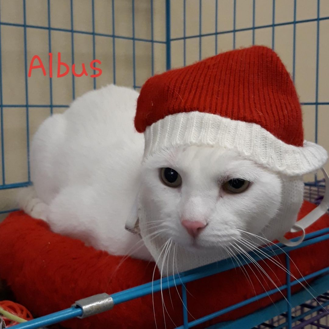 Albus is ready for the holidays! Are you? <a target='_blank' href='https://www.instagram.com/explore/tags/adoptacat/'>#adoptacat</a>