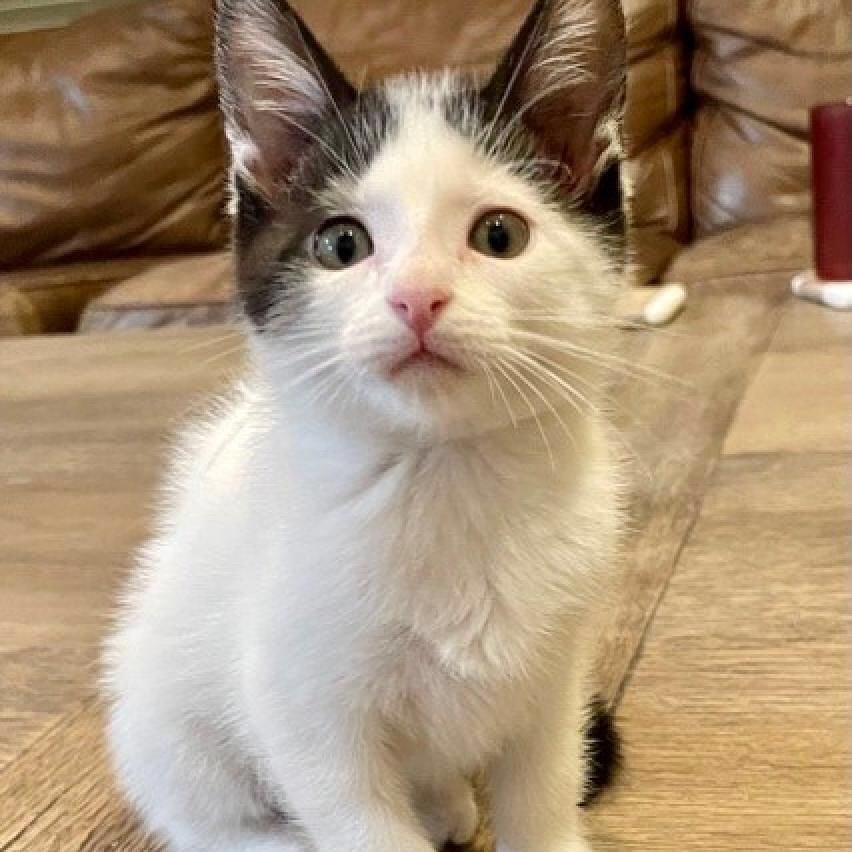 Clarabelle is a beautiful two month old girl with unique coloring; she's all white except for her black ears and tail. She LOVES to be picked up and snuggled and then play with her sister and her foster family's small doggo. Clarabelle is currently at the Petco in Katy/Cinco Ranch (24944 FM 1093) go hold her and see for yourself how sweet she really is!⠀
⠀
<a target='_blank' href='https://www.instagram.com/explore/tags/houstonpetsalive/'>#houstonpetsalive</a> <a target='_blank' href='https://www.instagram.com/explore/tags/clarabelle/'>#clarabelle</a> <a target='_blank' href='https://www.instagram.com/explore/tags/cat/'>#cat</a> <a target='_blank' href='https://www.instagram.com/explore/tags/cats/'>#cats</a> <a target='_blank' href='https://www.instagram.com/explore/tags/catsofinstagram/'>#catsofinstagram</a> <a target='_blank' href='https://www.instagram.com/explore/tags/cats_of_instagram/'>#cats_of_instagram</a> <a target='_blank' href='https://www.instagram.com/explore/tags/kitten/'>#kitten</a> <a target='_blank' href='https://www.instagram.com/explore/tags/kittens/'>#kittens</a> <a target='_blank' href='https://www.instagram.com/explore/tags/kittensofinstagram/'>#kittensofinstagram</a> <a target='_blank' href='https://www.instagram.com/explore/tags/kittens_of_instagram/'>#kittens_of_instagram</a> <a target='_blank' href='https://www.instagram.com/explore/tags/whitecat/'>#whitecat</a> <a target='_blank' href='https://www.instagram.com/explore/tags/whitekitten/'>#whitekitten</a> <a target='_blank' href='https://www.instagram.com/explore/tags/blackandwhitecat/'>#blackandwhitecat</a> <a target='_blank' href='https://www.instagram.com/explore/tags/blackandwhite/'>#blackandwhite</a> <a target='_blank' href='https://www.instagram.com/explore/tags/houston/'>#houston</a> <a target='_blank' href='https://www.instagram.com/explore/tags/htx/'>#htx</a> <a target='_blank' href='https://www.instagram.com/explore/tags/cutecat/'>#cutecat</a> <a target='_blank' href='https://www.instagram.com/explore/tags/cutekitten/'>#cutekitten</a> <a target='_blank' href='https://www.instagram.com/explore/tags/houstonrescue/'>#houstonrescue</a> <a target='_blank' href='https://www.instagram.com/explore/tags/rescue/'>#rescue</a> <a target='_blank' href='https://www.instagram.com/explore/tags/adopt/'>#adopt</a> <a target='_blank' href='https://www.instagram.com/explore/tags/adoptable/'>#adoptable</a> <a target='_blank' href='https://www.instagram.com/explore/tags/adoptnow/'>#adoptnow</a> <a target='_blank' href='https://www.instagram.com/explore/tags/adoptdontshop/'>#adoptdontshop</a> <a target='_blank' href='https://www.instagram.com/explore/tags/petco/'>#petco</a>  <a target='_blank' href='https://www.instagram.com/explore/tags/rescuecat/'>#rescuecat</a> <a target='_blank' href='https://www.instagram.com/explore/tags/adoptacat/'>#adoptacat</a> <a target='_blank' href='https://www.instagram.com/explore/tags/saveacat/'>#saveacat</a> <a target='_blank' href='https://www.instagram.com/explore/tags/adoption/'>#adoption</a> <a target='_blank' href='https://www.instagram.com/explore/tags/adoptakitten/'>#adoptakitten</a>