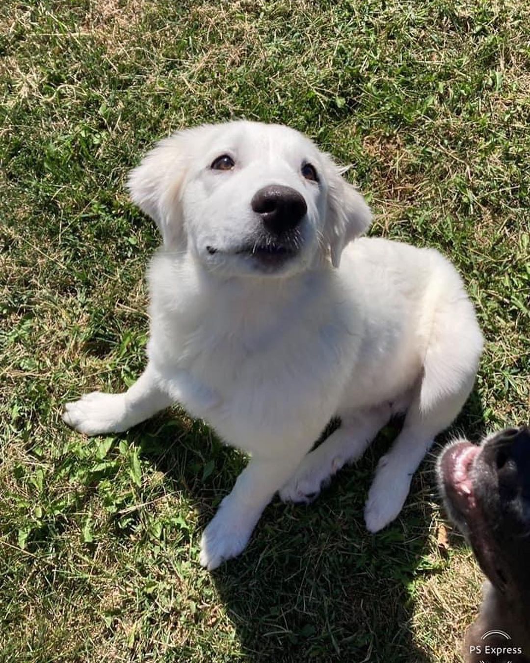 Star was surrendered to us with her sister Molly. Their owners  were expecting a new baby and had children ages 2 and 4 in the home that were afraid of big, playful puppies.

Star is a 4 month old Great Pyrenees mix and she’s going to be a big girl at already 45 lbs! Although she’s on the shy side and more independent than her sister, she enjoys meeting adults and children and the attention she receives. Star loves playing with her sister and the resident Rottweiler. We have not seen her around cats. When outside in the backyard, Star likes to hunt for sticks and chase grasshoppers. She also likes to chase tennis balls but don’t expect her to fetch the ball! Her foster mom says her favorite treats are stuffed Kongs and pig ears. Star sits on command, is doing well with house training, and we are working on leash training. ￼
*Being fostered in Blue Springs, MO*

Star and her sister Molly will be adopted to separate homes. They are up to date on vaccines, microchipped, and up to date on heartworm and flea/tick preventatives. Our puppies are adopted on a spay/neuter contract with adopter promising to spay/neuter at a later date and must show proof at that time. 

Adoption requirements for Star: You must have a secure and visible fence, pass a home check and a vet check with at least a two year, excellent vet history. Star can be adopted in Missouri, Illinois, Iowa, Nebraska, Kansas, and Arkansas. Apply for Star at www.gprescue.com/current-adoptables
🐾

<a target='_blank' href='https://www.instagram.com/explore/tags/greatPyrenees/'>#greatPyrenees</a> <a target='_blank' href='https://www.instagram.com/explore/tags/greatpyreneesofthehour/'>#greatpyreneesofthehour</a> <a target='_blank' href='https://www.instagram.com/explore/tags/greatpyreneesoftheday/'>#greatpyreneesoftheday</a> <a target='_blank' href='https://www.instagram.com/explore/tags/greatpyreneesfeature/'>#greatpyreneesfeature</a> <a target='_blank' href='https://www.instagram.com/explore/tags/greatpyrfeature/'>#greatpyrfeature</a> <a target='_blank' href='https://www.instagram.com/explore/tags/dogstagram/'>#dogstagram</a> <a target='_blank' href='https://www.instagram.com/explore/tags/dogoftheday/'>#dogoftheday</a> <a target='_blank' href='https://www.instagram.com/explore/tags/dogsofinsta/'>#dogsofinsta</a> <a target='_blank' href='https://www.instagram.com/explore/tags/petsofinstagram/'>#petsofinstagram</a> <a target='_blank' href='https://www.instagram.com/explore/tags/petstagram/'>#petstagram</a> <a target='_blank' href='https://www.instagram.com/explore/tags/polarbeardog/'>#polarbeardog</a> <a target='_blank' href='https://www.instagram.com/explore/tags/giantdogsofinstagram/'>#giantdogsofinstagram</a> <a target='_blank' href='https://www.instagram.com/explore/tags/giantbreedlovers/'>#giantbreedlovers</a> <a target='_blank' href='https://www.instagram.com/explore/tags/adoptdontshop/'>#adoptdontshop</a> <a target='_blank' href='https://www.instagram.com/explore/tags/dogsofmo/'>#dogsofmo</a> <a target='_blank' href='https://www.instagram.com/explore/tags/adopt/'>#adopt</a> <a target='_blank' href='https://www.instagram.com/explore/tags/foster/'>#foster</a> <a target='_blank' href='https://www.instagram.com/explore/tags/greatpyreneesrescueofmissouri/'>#greatpyreneesrescueofmissouri</a> <a target='_blank' href='https://www.instagram.com/explore/tags/greatpyreneesrescueofmo/'>#greatpyreneesrescueofmo</a>