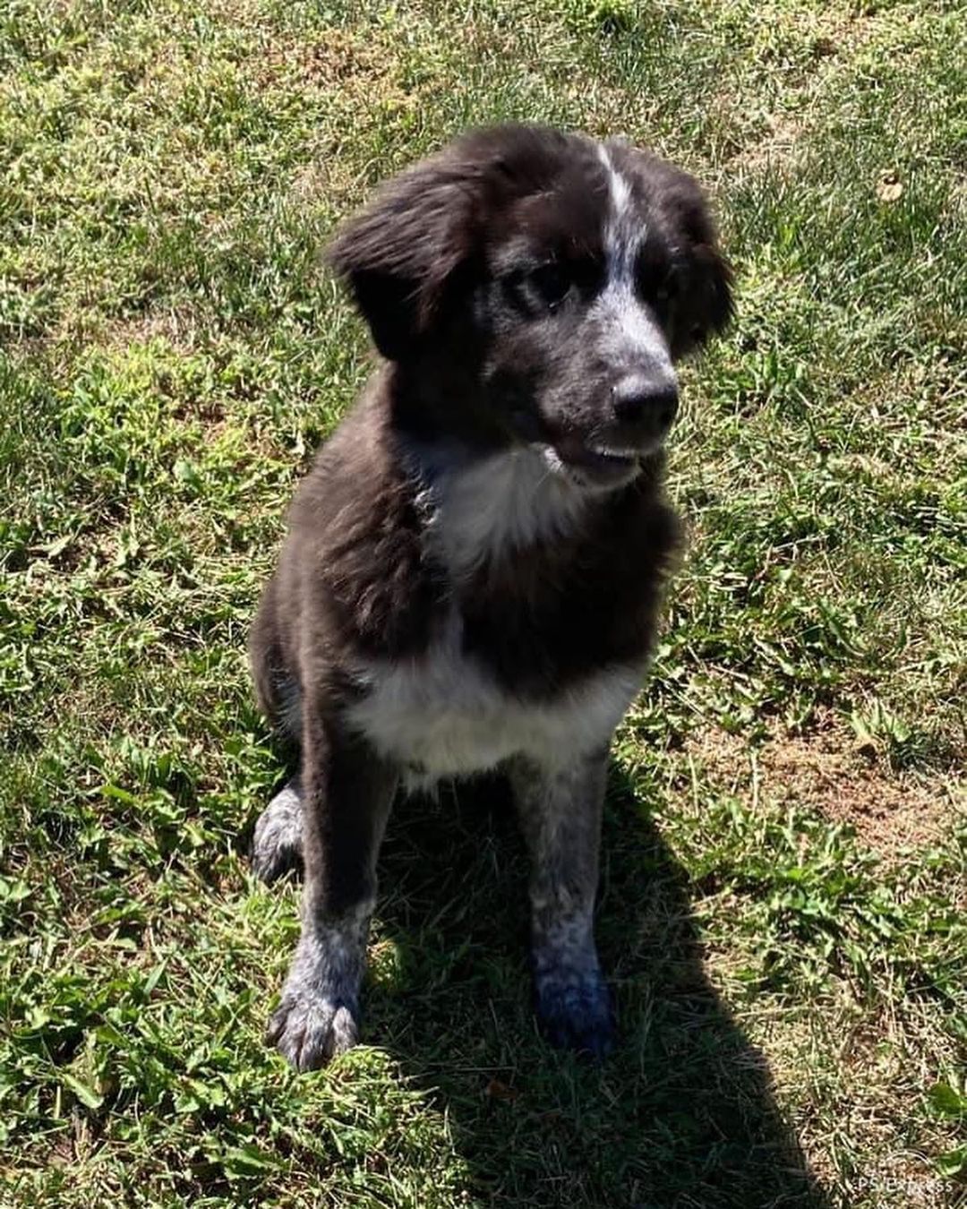 Molly was surrendered to us with her sister Star. Their owners  were expecting a new baby and had children ages 2 and 4 in the home that were afraid of big, playful puppies.

Molly is a friendly and outgoing 4 month old Great Pyrenees mix. She’s  going to be a big girl at already 45 lbs! Molly is a very playful puppy who plays hard and then sleeps hard. She enjoys playing with other dogs, playing in the wading pool, and playing with toys. She will go in her crate for a treat but she prefers snuggles with her people and couch time. Molly is doing well with house training and we are working on leash training. ￼
*Being fostered in Blue Springs, MO*

Molly and her sister Star will be adopted to separate homes. They are up to date on vaccines, microchipped, and up to date on heartworm and flea/tick preventatives. Our puppies are adopted on a spay/neuter contract with adopter promising to spay/neuter at a later date and must show proof at that time. 

Adoption requirements for Molly: You must have a secure and visible fence, pass a home check and a vet check with at least a two year, excellent vet history. Molly can be adopted in Missouri, Illinois, Iowa, Nebraska, Kansas, and Arkansas. Apply for Molly at www.gprescue.com
🐾
<a target='_blank' href='https://www.instagram.com/explore/tags/greatPyrenees/'>#greatPyrenees</a> <a target='_blank' href='https://www.instagram.com/explore/tags/greatpyreneesofthehour/'>#greatpyreneesofthehour</a> <a target='_blank' href='https://www.instagram.com/explore/tags/greatpyreneesoftheday/'>#greatpyreneesoftheday</a> <a target='_blank' href='https://www.instagram.com/explore/tags/greatpyreneesfeature/'>#greatpyreneesfeature</a> <a target='_blank' href='https://www.instagram.com/explore/tags/greatpyrfeature/'>#greatpyrfeature</a> <a target='_blank' href='https://www.instagram.com/explore/tags/dogstagram/'>#dogstagram</a> <a target='_blank' href='https://www.instagram.com/explore/tags/dogoftheday/'>#dogoftheday</a> <a target='_blank' href='https://www.instagram.com/explore/tags/dogsofinsta/'>#dogsofinsta</a> <a target='_blank' href='https://www.instagram.com/explore/tags/petsofinstagram/'>#petsofinstagram</a> <a target='_blank' href='https://www.instagram.com/explore/tags/petstagram/'>#petstagram</a> <a target='_blank' href='https://www.instagram.com/explore/tags/polarbeardog/'>#polarbeardog</a> <a target='_blank' href='https://www.instagram.com/explore/tags/giantdogsofinstagram/'>#giantdogsofinstagram</a> <a target='_blank' href='https://www.instagram.com/explore/tags/giantbreedlovers/'>#giantbreedlovers</a> <a target='_blank' href='https://www.instagram.com/explore/tags/adoptdontshop/'>#adoptdontshop</a> <a target='_blank' href='https://www.instagram.com/explore/tags/dogsofkansascity/'>#dogsofkansascity</a> <a target='_blank' href='https://www.instagram.com/explore/tags/dogsofkc/'>#dogsofkc</a> <a target='_blank' href='https://www.instagram.com/explore/tags/dogsofmo/'>#dogsofmo</a> <a target='_blank' href='https://www.instagram.com/explore/tags/adopt/'>#adopt</a> <a target='_blank' href='https://www.instagram.com/explore/tags/foster/'>#foster</a> <a target='_blank' href='https://www.instagram.com/explore/tags/greatpyreneesrescueofmissouri/'>#greatpyreneesrescueofmissouri</a> <a target='_blank' href='https://www.instagram.com/explore/tags/greatpyreneesrescueofmo/'>#greatpyreneesrescueofmo</a>