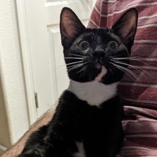 Meet beautiful Emiko. She and her siblings were born in March 2021.  Their mother had been was someone's pet at one time, but the family she had sadly moved away leaving her behind to fend for herself and unaltered.  The young cat soon found herself pregnant and now homeless.  She stayed in the yard where she’d lived with her family before they left her and gave birth to her kittens.  After the kittens were born, a new family moved into 