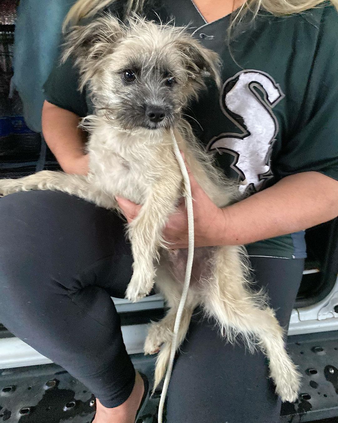 Truffle is one of 7 dogs that joined us from California tonight! This soft, sweet scruffy gremlin will be posted for adoption soon 😍