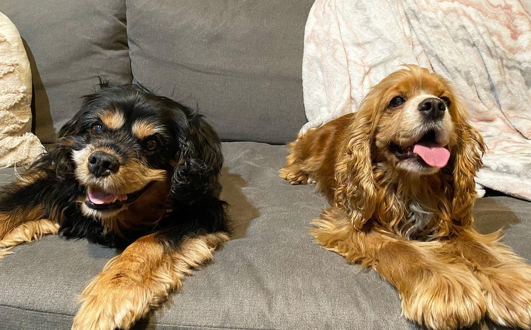 Another gotcha day!! Happy Gotcha Day to Miss Sophie (now Izzy!) who found her best friend in a 14 year old cavalier. Wishing you the best life!

<a target='_blank' href='https://www.instagram.com/explore/tags/NelroseRescueChicago/'>#NelroseRescueChicago</a> <a target='_blank' href='https://www.instagram.com/explore/tags/rescuepup/'>#rescuepup</a> <a target='_blank' href='https://www.instagram.com/explore/tags/happawlyeverafter/'>#happawlyeverafter</a> <a target='_blank' href='https://www.instagram.com/explore/tags/adoptdontshop/'>#adoptdontshop</a>