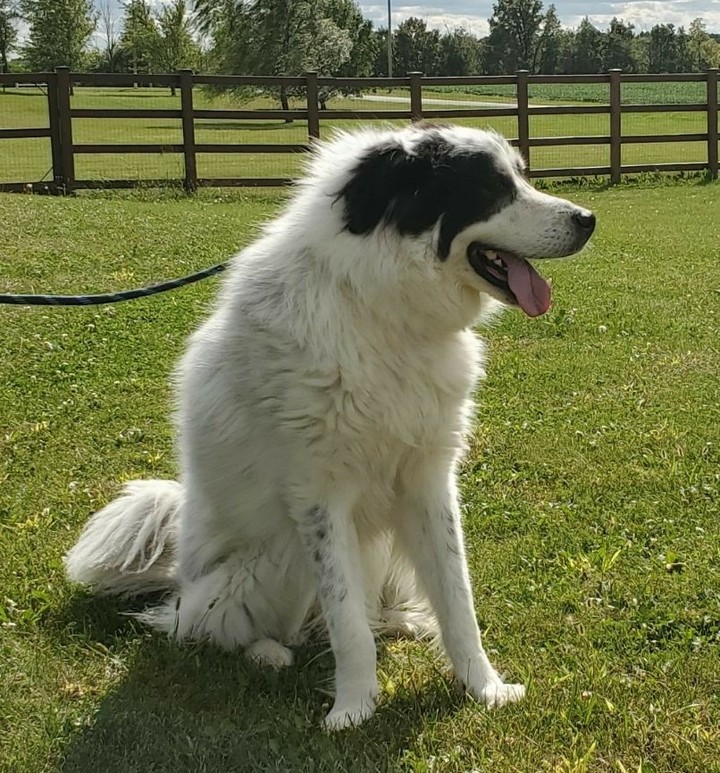 Looking for immediate foster help or foster to adopt help for Moose, a Newfoundland,  Great Pyrenees mixed dog. He came to us from the Humane Society as he wasn't handling the shelter environment well at all. No one could take him. We did because we had a foster willing, but their dog didn't end up liking Moose in the home. So.....

We are looking for a foster home immediately for this dog.  A home who has Newfie and or Pyrenees experience an added bonus. If interested, please read our adoption policies (whether you want to foster or foster-to-adopt) at www.gr-rescue.org and follow the directions from there. Make sure to include your full home address and your interest in Moose.

<a target='_blank' href='https://www.instagram.com/explore/tags/greatpyrenees/'>#greatpyrenees</a> #<a target='_blank' href='https://www.instagram.com/explore/tags/greatpyreneesmix/'>#greatpyreneesmix</a> <a target='_blank' href='https://www.instagram.com/explore/tags/newfoundland/'>#newfoundland</a> <a target='_blank' href='https://www.instagram.com/explore/tags/newfoundlandrescue/'>#newfoundlandrescue</a> <a target='_blank' href='https://www.instagram.com/explore/tags/greatpyreneesrescue/'>#greatpyreneesrescue</a> <a target='_blank' href='https://www.instagram.com/explore/tags/greatpyreneesoftheday/'>#greatpyreneesoftheday</a>