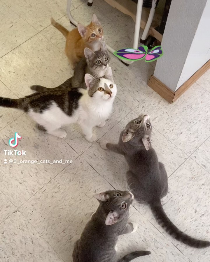 Getting the attention of 5 rowdy kittens is no easy feat. <a target='_blank' href='https://www.instagram.com/explore/tags/kittens/'>#kittens</a> <a target='_blank' href='https://www.instagram.com/explore/tags/cute/'>#cute</a> <a target='_blank' href='https://www.instagram.com/explore/tags/love/'>#love</a>