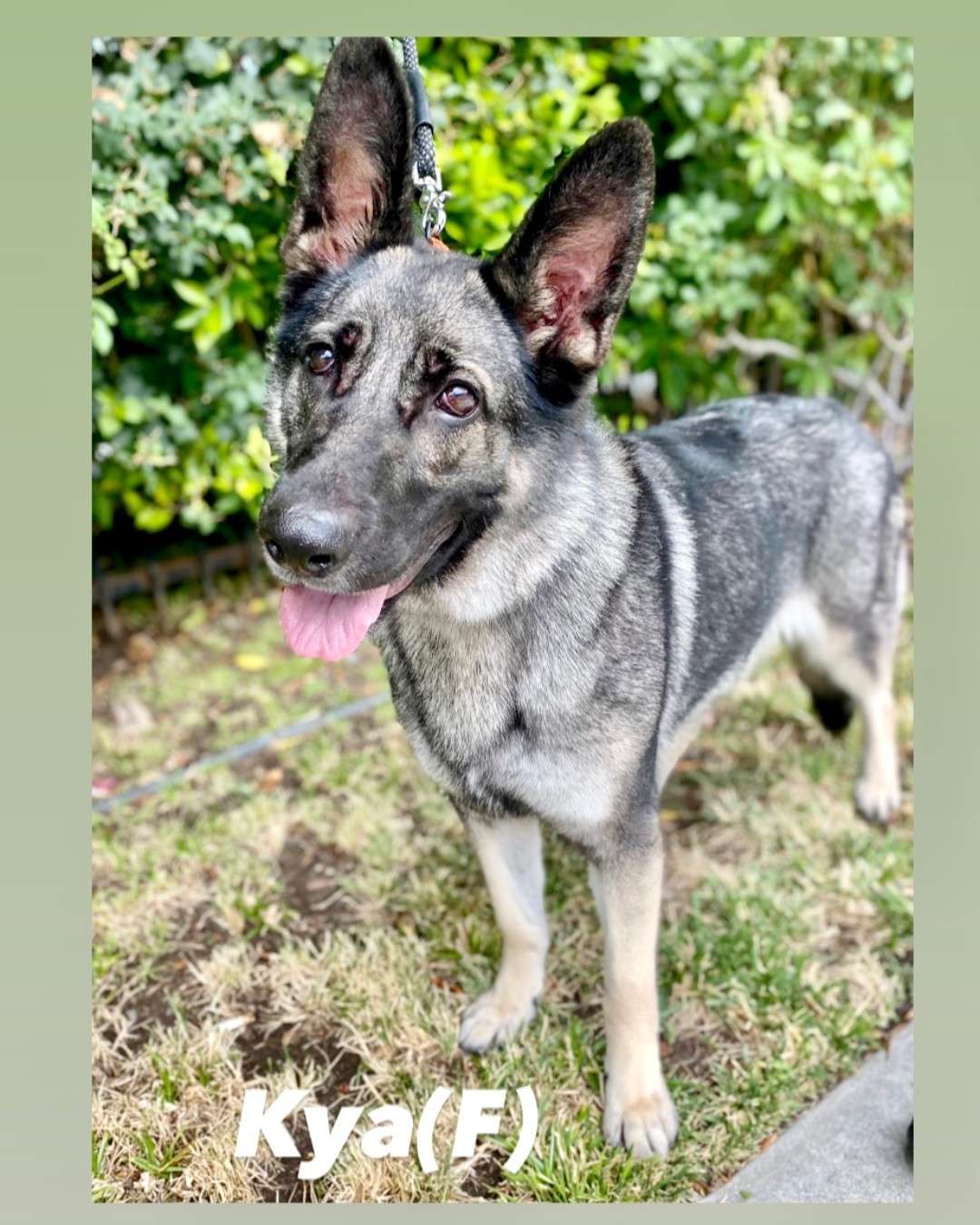 PET ADOPTION ALERT: Kya Is Beautiful Silver & black German Shepherd. Aprox 2-3 yrs old, she’s spayed, healthy, dog friendly, very sweet & out going. She’s 65 lbs, microchipped, potty trained & loves to play with toys. Kya will need some basic training & leash training. She’s excited on walks & tends to pull. She’s very responsive & happy to please along with loving treats so training should be easy. Not cat tested. Apply online http://ow.ly/5tRy50Ggs2M <a target='_blank' href='https://www.instagram.com/explore/tags/dogs/'>#dogs</a> <a target='_blank' href='https://www.instagram.com/explore/tags/petrescue/'>#petrescue</a> <a target='_blank' href='https://www.instagram.com/explore/tags/MustLoveDogs/'>#MustLoveDogs</a>