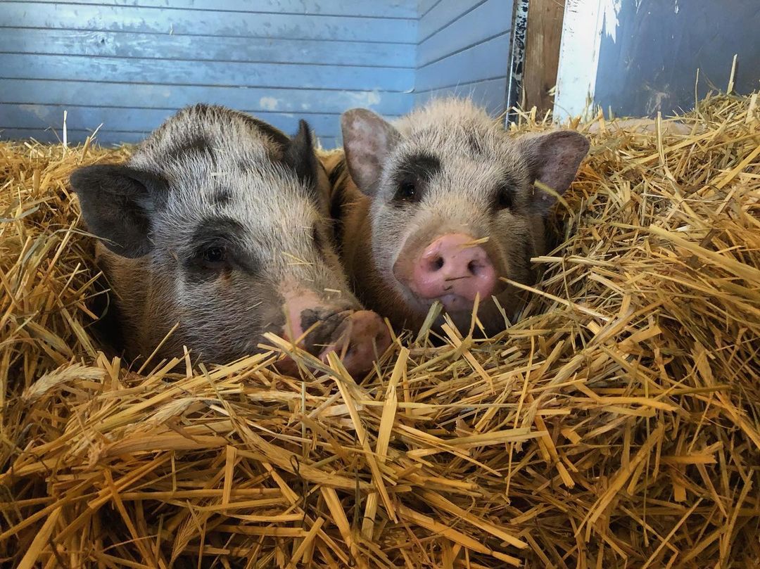 It’s finally starting to feel like Fall! 
Boo and Roz are hiding from the crisp air all cuddled up in their nest.
These sensational sisters are available for adoption ! <a target='_blank' href='https://www.instagram.com/explore/tags/waywardranchanimalsanctuary/'>#waywardranchanimalsanctuary</a> <a target='_blank' href='https://www.instagram.com/explore/tags/BooAndRoz/'>#BooAndRoz</a>