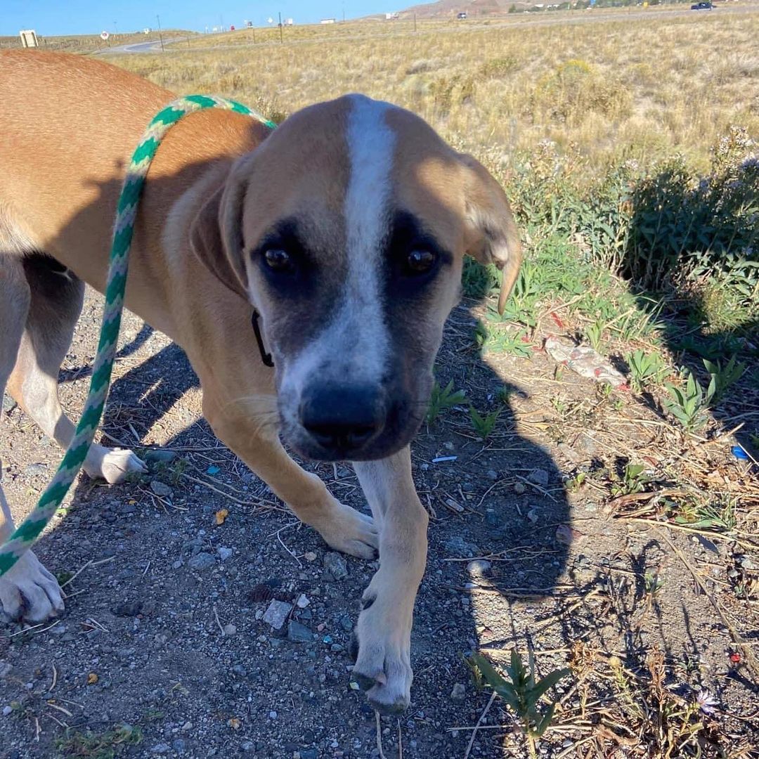 A few pictures of our transport dogs on their walking break this morning!!! They are all traveling well and making great time!!! 

Thank you to Four Paws In Motion for sending these to us along the trip. <a target='_blank' href='https://www.instagram.com/explore/tags/secondchancedogrescue/'>#secondchancedogrescue</a> <a target='_blank' href='https://www.instagram.com/explore/tags/fosterdogsofinstagram/'>#fosterdogsofinstagram</a> <a target='_blank' href='https://www.instagram.com/explore/tags/roadtrippin/'>#roadtrippin</a> <a target='_blank' href='https://www.instagram.com/explore/tags/pupsontheroadtohome/'>#pupsontheroadtohome</a> <a target='_blank' href='https://www.instagram.com/explore/tags/transport/'>#transport</a> <a target='_blank' href='https://www.instagram.com/explore/tags/seeyatexas/'>#seeyatexas</a>✌️