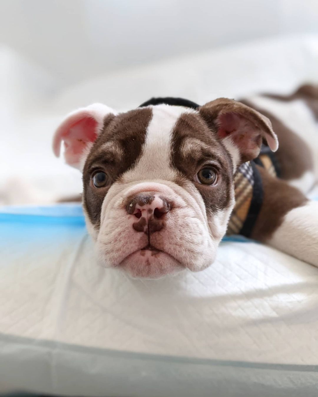 Please welcome Jack to the rescue! Jack is an 11 week old English bulldog with Swimmer's syndrome. This is when their legs are splayed out to the side. He is unable to stand, sit up, or walk. He's got a long road ahead of him but we are ensuring he's getting everything he needs. He started physical therapy and his first hobbles.