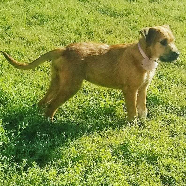 Bruiser.

She's about 5(ish) months old. Spayed / vetted ready to go
She is about 27 pounds. Will be a big girl most likely.
She loves everyone and everything. She's super playful and affectionate but also really clumsy. She plays hard but not mean. She's interested in kitties but doesn't attack, just wants to play. She loves walks and car rides. She's still working on potty training. Bruiser is ready for her family! <a target='_blank' href='https://www.instagram.com/explore/tags/godsdogsatx/'>#godsdogsatx</a> <a target='_blank' href='https://www.instagram.com/explore/tags/adopt/'>#adopt</a>