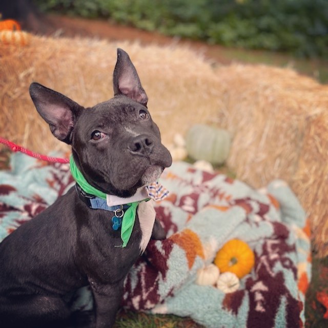 Fall in Love with our adoptables 🍁
Ready for fall snuggles with your new BFF. These pups are patiently waiting to meet you. Apply online at www.rescueunleashed.org

<a target='_blank' href='https://www.instagram.com/explore/tags/fallcolors/'>#fallcolors</a> <a target='_blank' href='https://www.instagram.com/explore/tags/fallhikes/'>#fallhikes</a> <a target='_blank' href='https://www.instagram.com/explore/tags/sweaterweather/'>#sweaterweather</a> <a target='_blank' href='https://www.instagram.com/explore/tags/furryfriend/'>#furryfriend</a> <a target='_blank' href='https://www.instagram.com/explore/tags/adoptadog/'>#adoptadog</a> <a target='_blank' href='https://www.instagram.com/explore/tags/growyourheart/'>#growyourheart</a> <a target='_blank' href='https://www.instagram.com/explore/tags/giveadogahome/'>#giveadogahome</a>