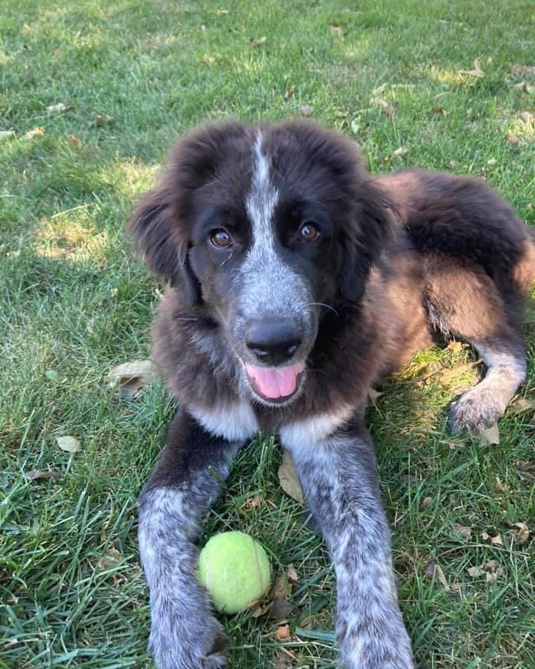 Molly was surrendered to us with her sister Star. Their owners  were expecting a new baby and had children ages 2 and 4 in the home that were afraid of big, playful puppies.

Molly is a friendly and outgoing 4 month old Great Pyrenees mix. She’s  going to be a big girl at already 45 lbs! Molly is a very playful puppy who plays hard and then sleeps hard. She enjoys playing with other dogs, playing in the wading pool, and playing with toys. She will go in her crate for a treat but she prefers snuggles with her people and couch time. Molly is doing well with house training and we are working on leash training. ￼
*Being fostered in Blue Springs, MO*

Molly and her sister Star will be adopted to separate homes. They are up to date on vaccines, microchipped, and up to date on heartworm and flea/tick preventatives. Our puppies are adopted on a spay/neuter contract with adopter promising to spay/neuter at a later date and must show proof at that time. 

Adoption requirements for Molly: You must have a secure and visible fence, pass a home check and a vet check with at least a two year, excellent vet history. Molly can be adopted in Missouri, Illinois, Iowa, Nebraska, Kansas, and Arkansas. Apply for Molly at www.gprescue.com
🐾
<a target='_blank' href='https://www.instagram.com/explore/tags/greatPyrenees/'>#greatPyrenees</a> <a target='_blank' href='https://www.instagram.com/explore/tags/greatpyreneesofthehour/'>#greatpyreneesofthehour</a> <a target='_blank' href='https://www.instagram.com/explore/tags/greatpyreneesoftheday/'>#greatpyreneesoftheday</a> <a target='_blank' href='https://www.instagram.com/explore/tags/greatpyreneesfeature/'>#greatpyreneesfeature</a> <a target='_blank' href='https://www.instagram.com/explore/tags/greatpyrfeature/'>#greatpyrfeature</a> <a target='_blank' href='https://www.instagram.com/explore/tags/dogstagram/'>#dogstagram</a> <a target='_blank' href='https://www.instagram.com/explore/tags/dogoftheday/'>#dogoftheday</a> <a target='_blank' href='https://www.instagram.com/explore/tags/dogsofinsta/'>#dogsofinsta</a> <a target='_blank' href='https://www.instagram.com/explore/tags/petsofinstagram/'>#petsofinstagram</a> <a target='_blank' href='https://www.instagram.com/explore/tags/petstagram/'>#petstagram</a> <a target='_blank' href='https://www.instagram.com/explore/tags/polarbeardog/'>#polarbeardog</a> <a target='_blank' href='https://www.instagram.com/explore/tags/giantdogsofinstagram/'>#giantdogsofinstagram</a> <a target='_blank' href='https://www.instagram.com/explore/tags/giantbreedlovers/'>#giantbreedlovers</a> <a target='_blank' href='https://www.instagram.com/explore/tags/adoptdontshop/'>#adoptdontshop</a> <a target='_blank' href='https://www.instagram.com/explore/tags/dogsofkansascity/'>#dogsofkansascity</a> <a target='_blank' href='https://www.instagram.com/explore/tags/dogsofkc/'>#dogsofkc</a> <a target='_blank' href='https://www.instagram.com/explore/tags/dogsofmo/'>#dogsofmo</a> <a target='_blank' href='https://www.instagram.com/explore/tags/adopt/'>#adopt</a> <a target='_blank' href='https://www.instagram.com/explore/tags/foster/'>#foster</a> <a target='_blank' href='https://www.instagram.com/explore/tags/greatpyreneesrescueofmissouri/'>#greatpyreneesrescueofmissouri</a> <a target='_blank' href='https://www.instagram.com/explore/tags/greatpyreneesrescueofmo/'>#greatpyreneesrescueofmo</a>