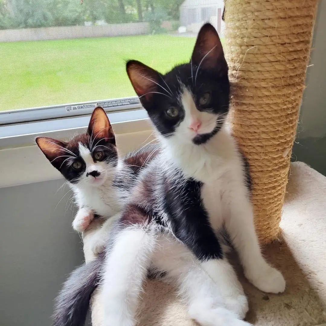 Do you want constant entertainment and companionship? Does the idea of a quiet house frighten you? Look no further, Minnie (tuxedo female) and Minnow (black female) are here to be your very own personal entertainers! All they ask for in return is love and a nice warm house. These two 10-week-old kittens are constantly on the go, and enjoy chasing each other, invisible things in the air, and furry crabbing across the floor. In case you don't know the technical term 