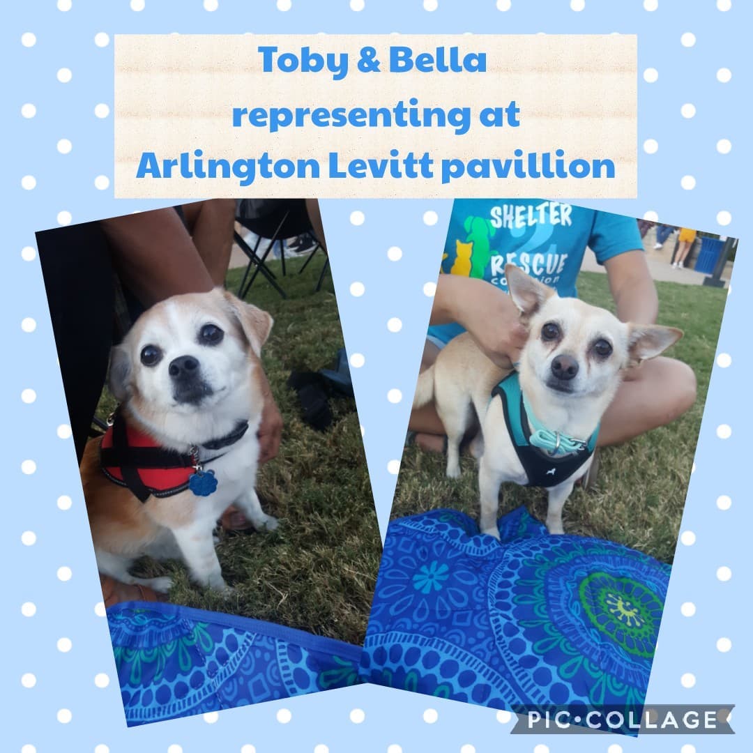 We had alot of fun at Arlington gives tonight
1 hour left 
Northtexasgivingday.org/shelter2rescue-coalition-inc
Thank you