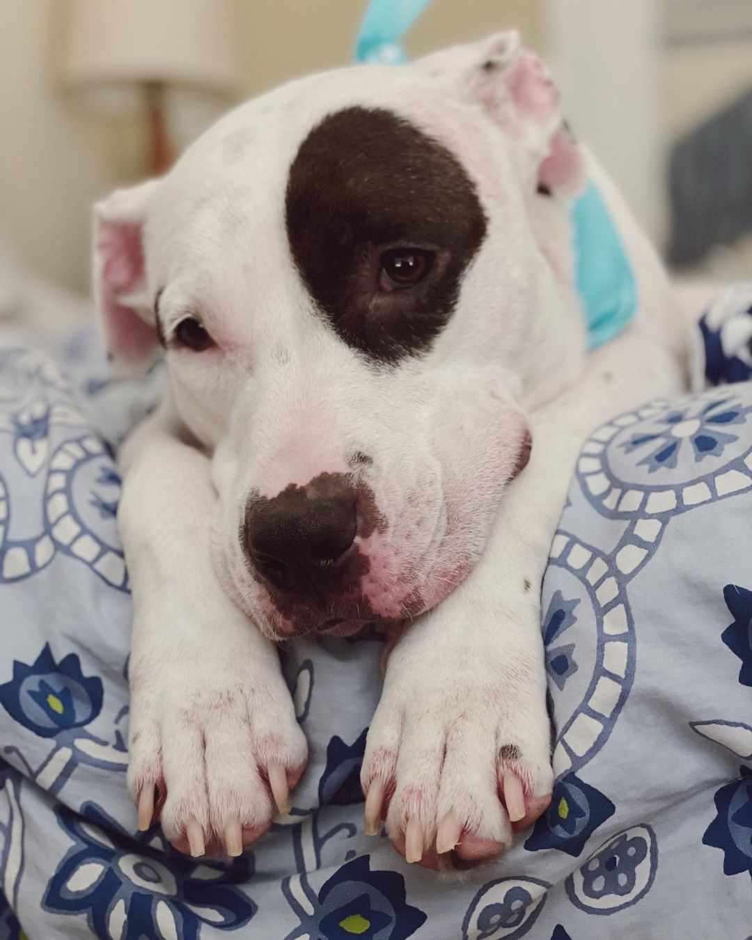 Happy Friday from the cutest pibble around! 💕

Petunia is still looking for her furever home!  If you are looking for a playful companion, who loves nothing more than to snuggle and give you kisses, Petunia is your girl💕