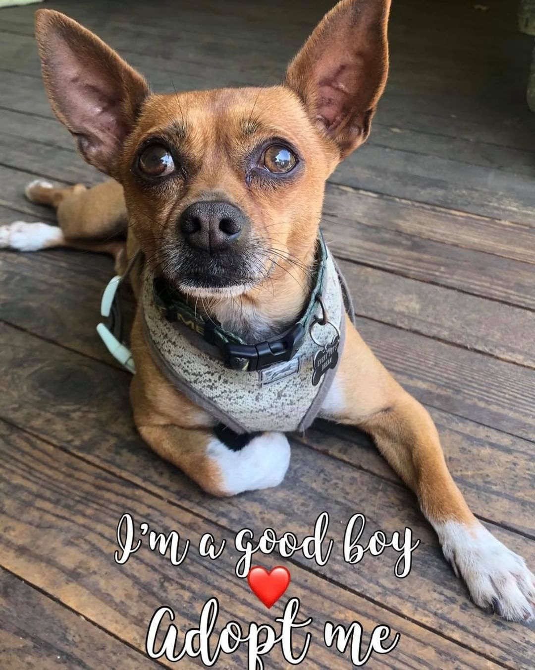 <a target='_blank' href='https://www.instagram.com/explore/tags/AdoptMe/'>#AdoptMe</a>. Max is a happy, loving little dog!! He might just be the handsome boy you have been looking for!  To adopt Max or any of our dogs please complete our adoption application. everypetsdream.org/adopt <a target='_blank' href='https://www.instagram.com/explore/tags/epdMax/'>#epdMax</a> <a target='_blank' href='https://www.instagram.com/explore/tags/everypetsdream/'>#everypetsdream</a>